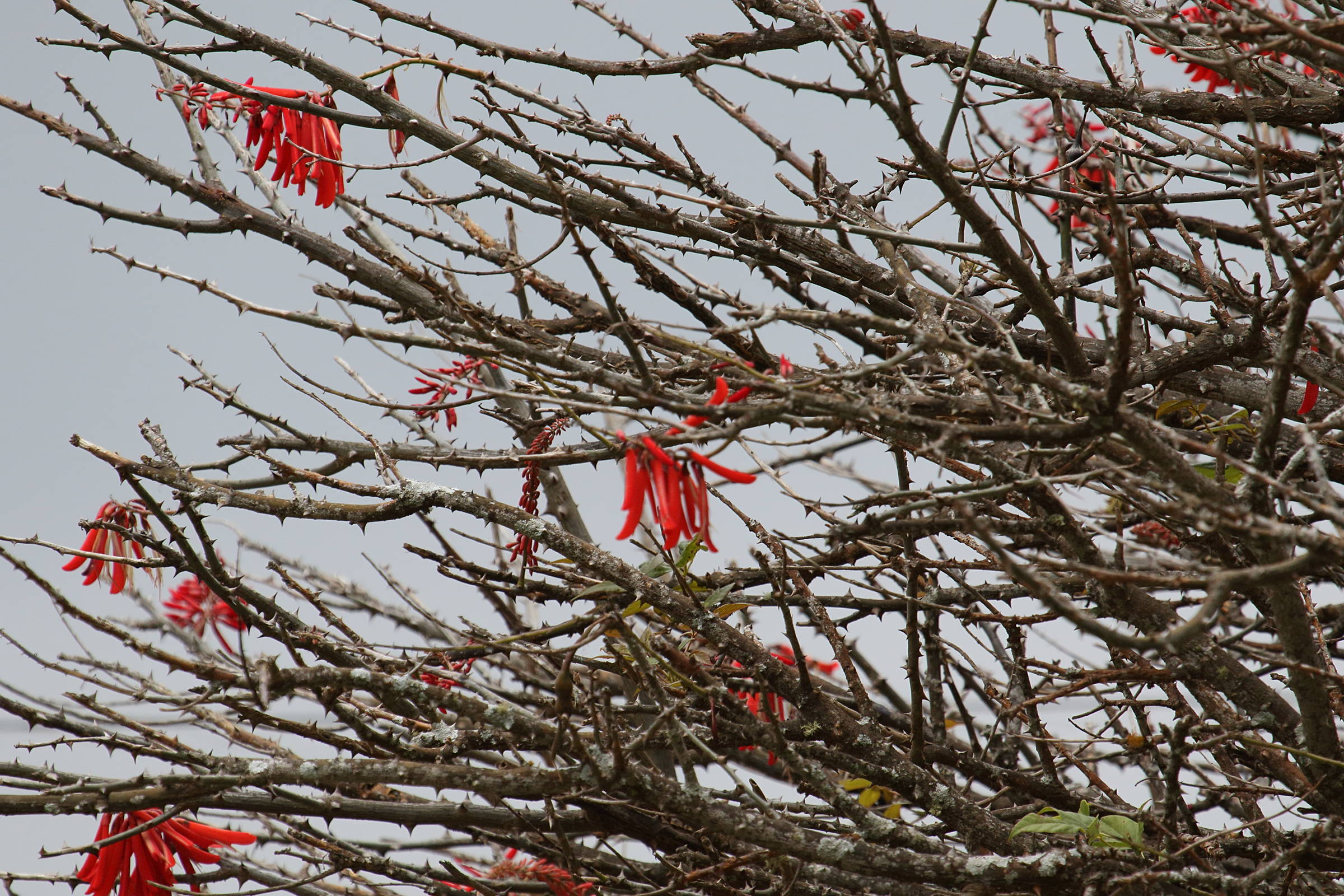 erythrina_lanceolata1md