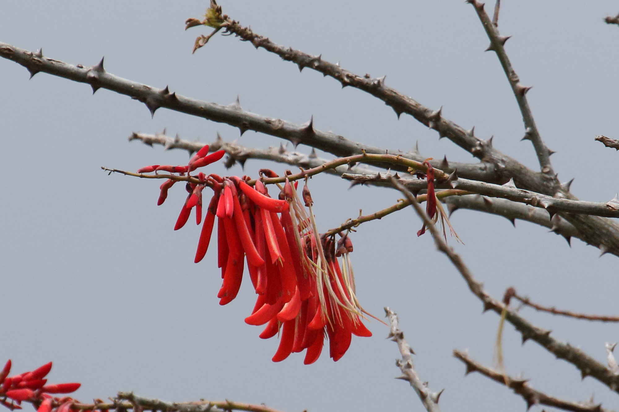 erythrina_lanceolata2md