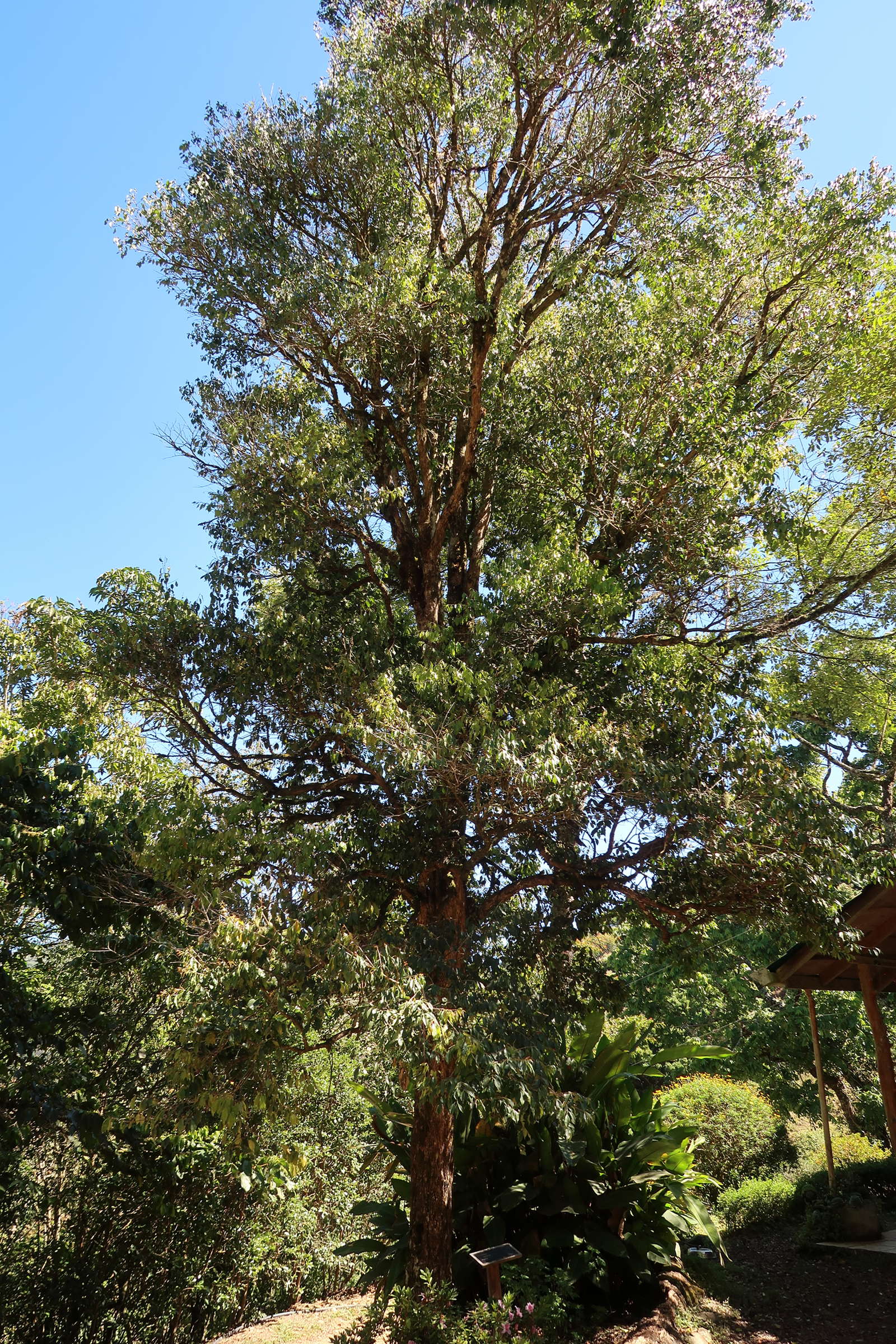 eugenia_carthagenensis1md