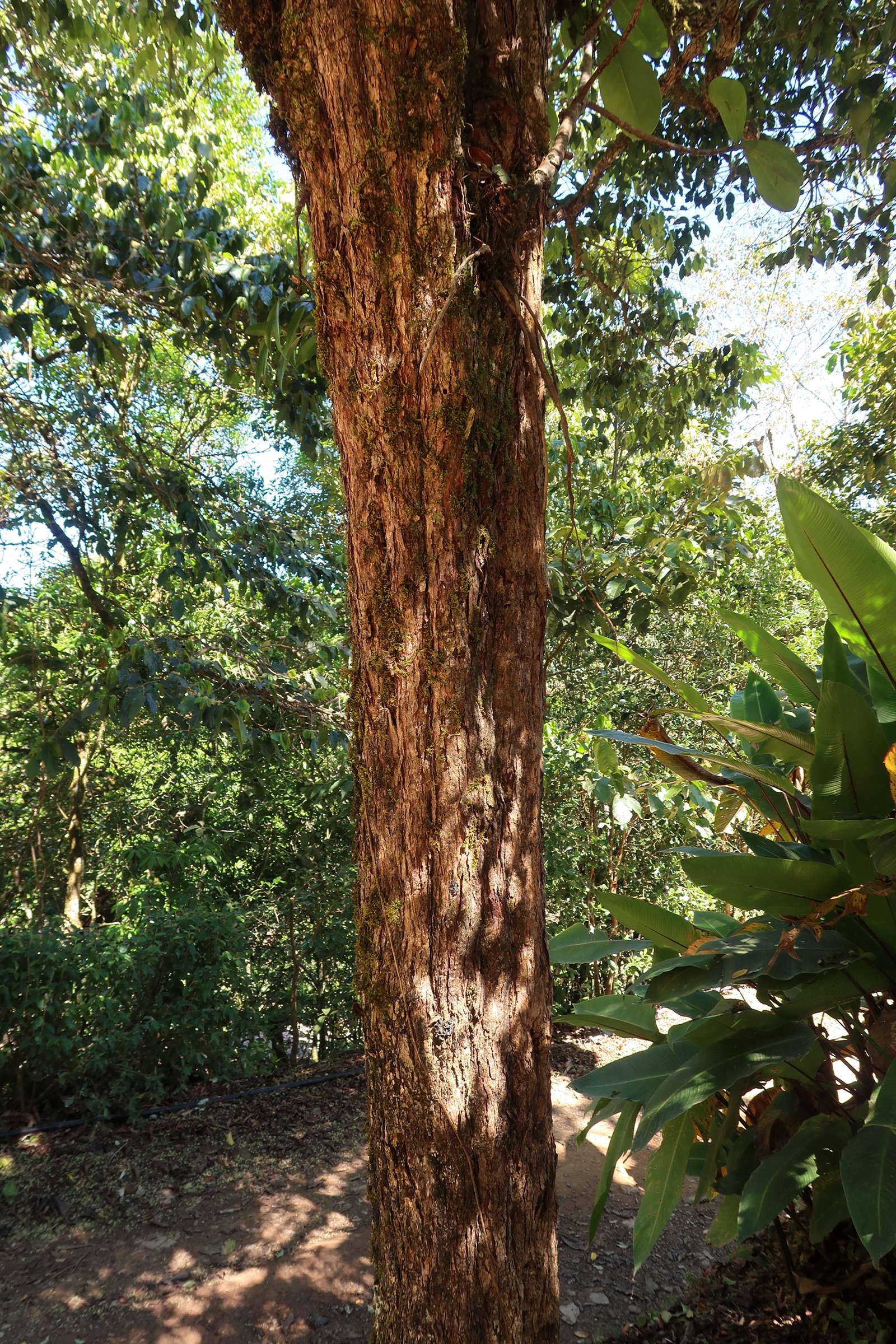 eugenia_carthagenensis2md