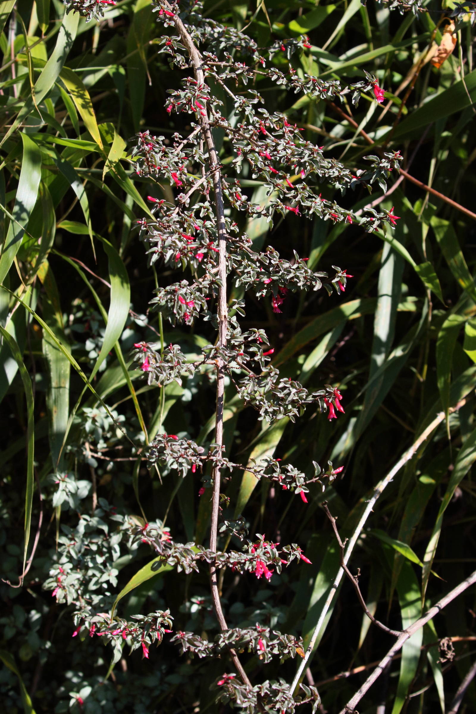 fuchsia_microphylla1bd