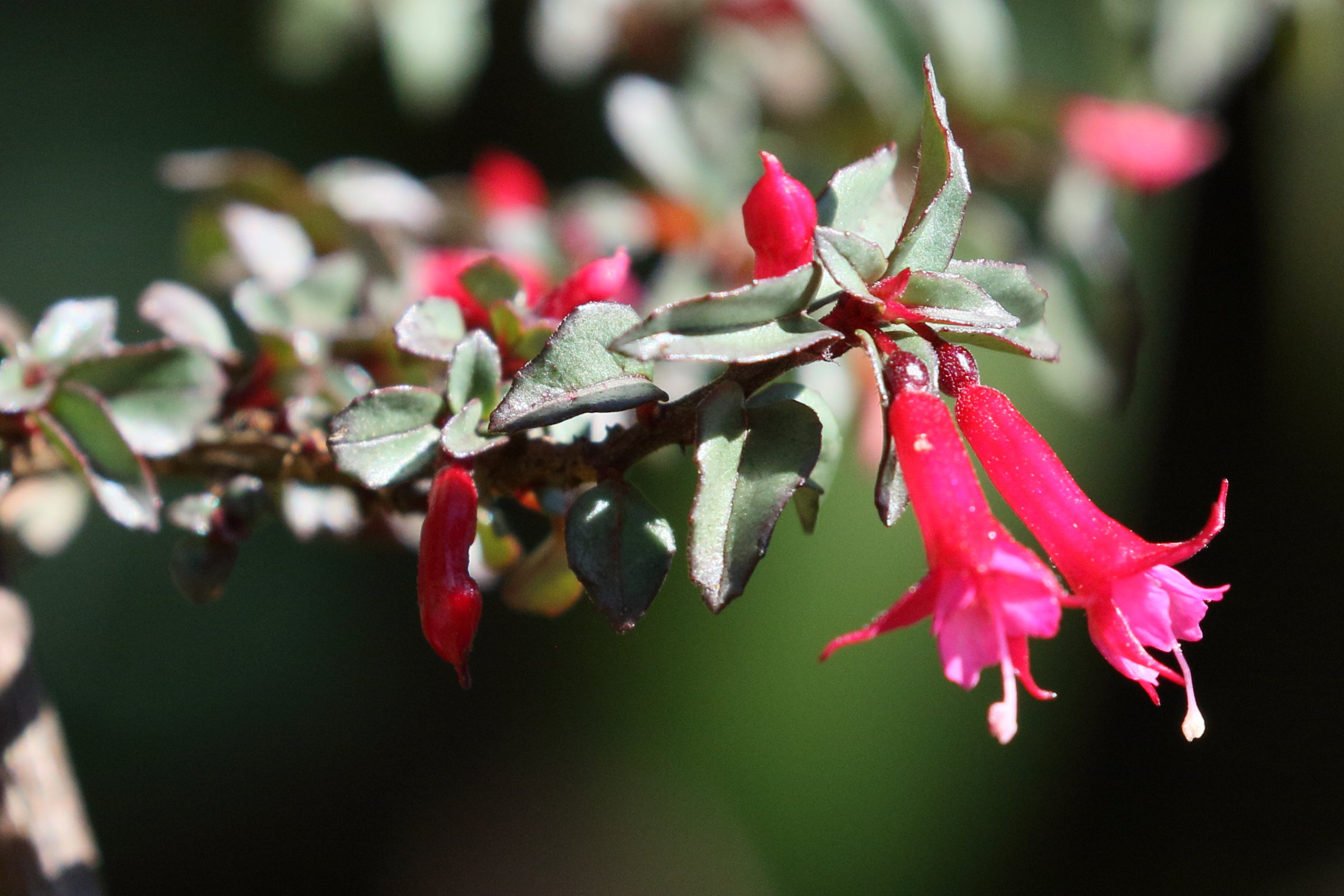 fuchsia_microphylla2bd