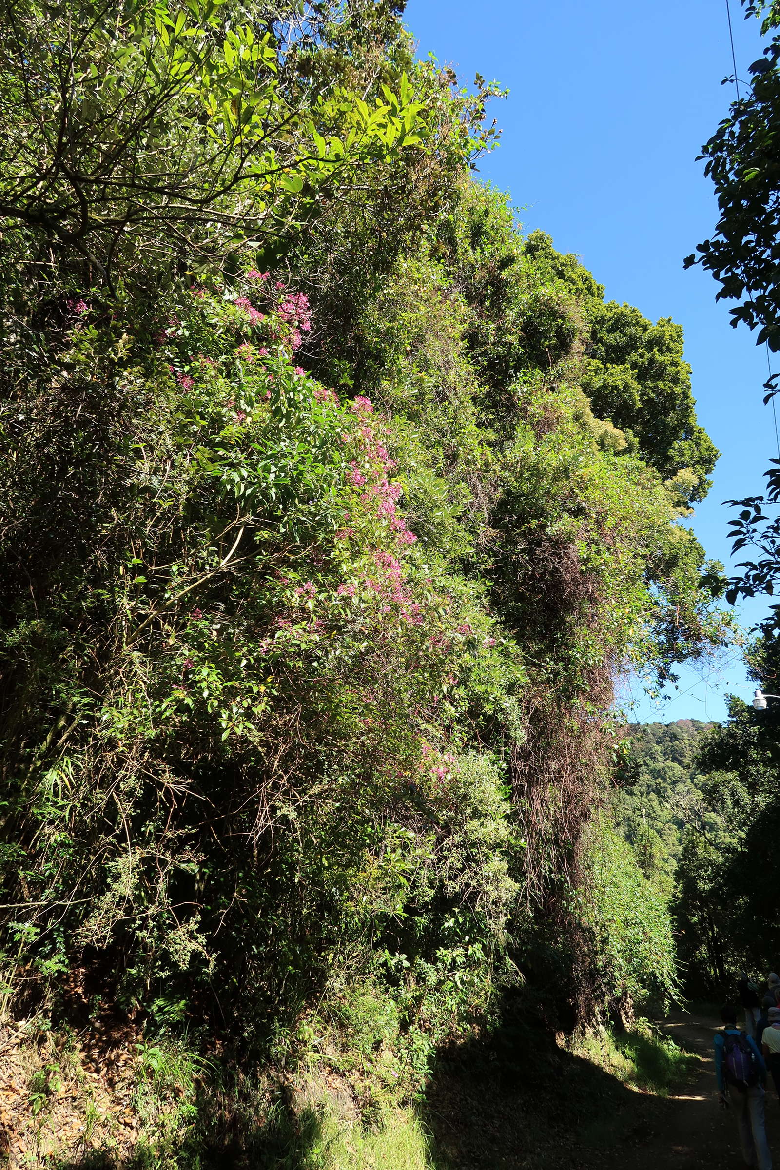 Afficher le média fuchsia_paniculata1md fuchsia_paniculata1md