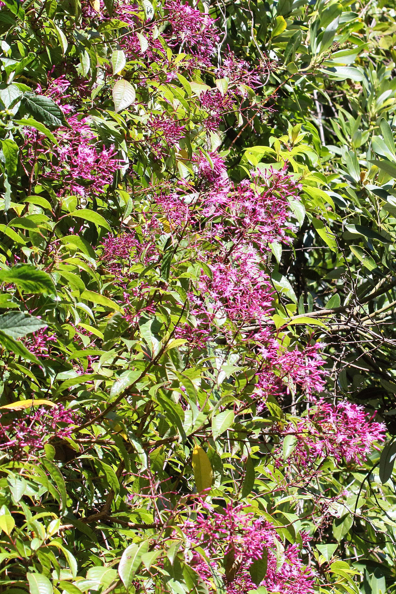 Afficher le média fuchsia_paniculata2md fuchsia_paniculata2md