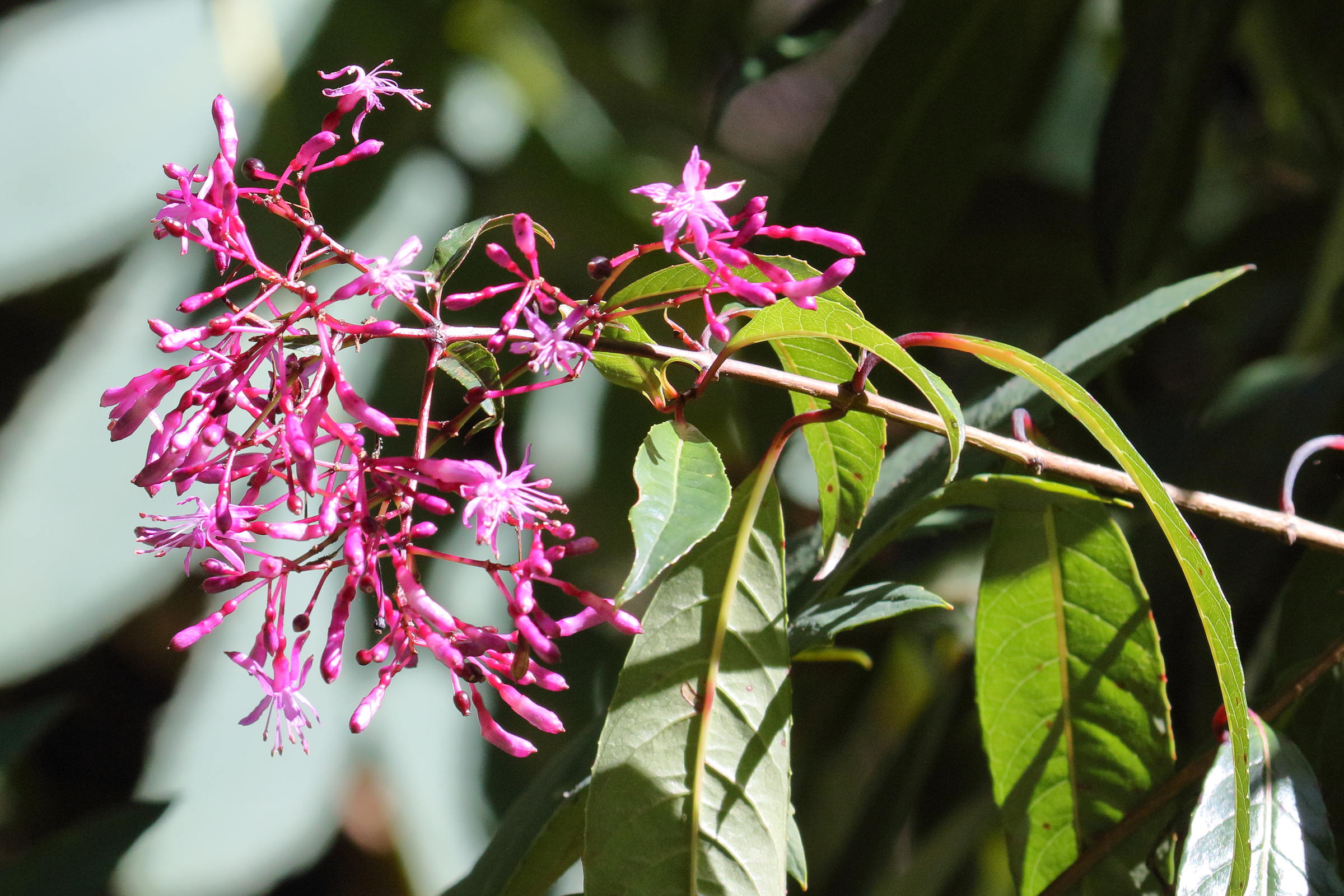 Afficher le média fuchsia_paniculata3md fuchsia_paniculata3md