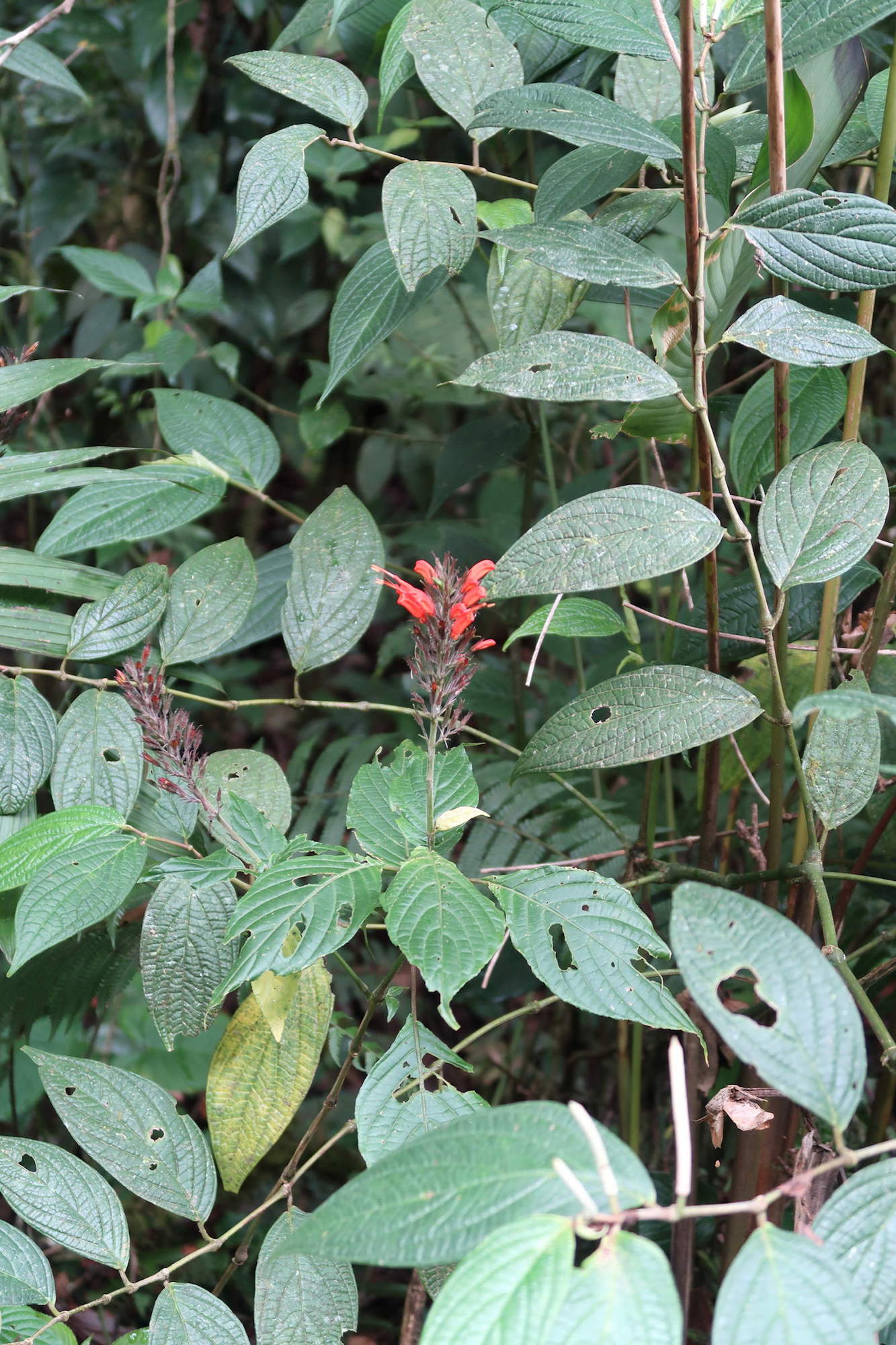 Afficher le média hansteinia_blepharorhachis1md hansteinia_blepharorhachis1md