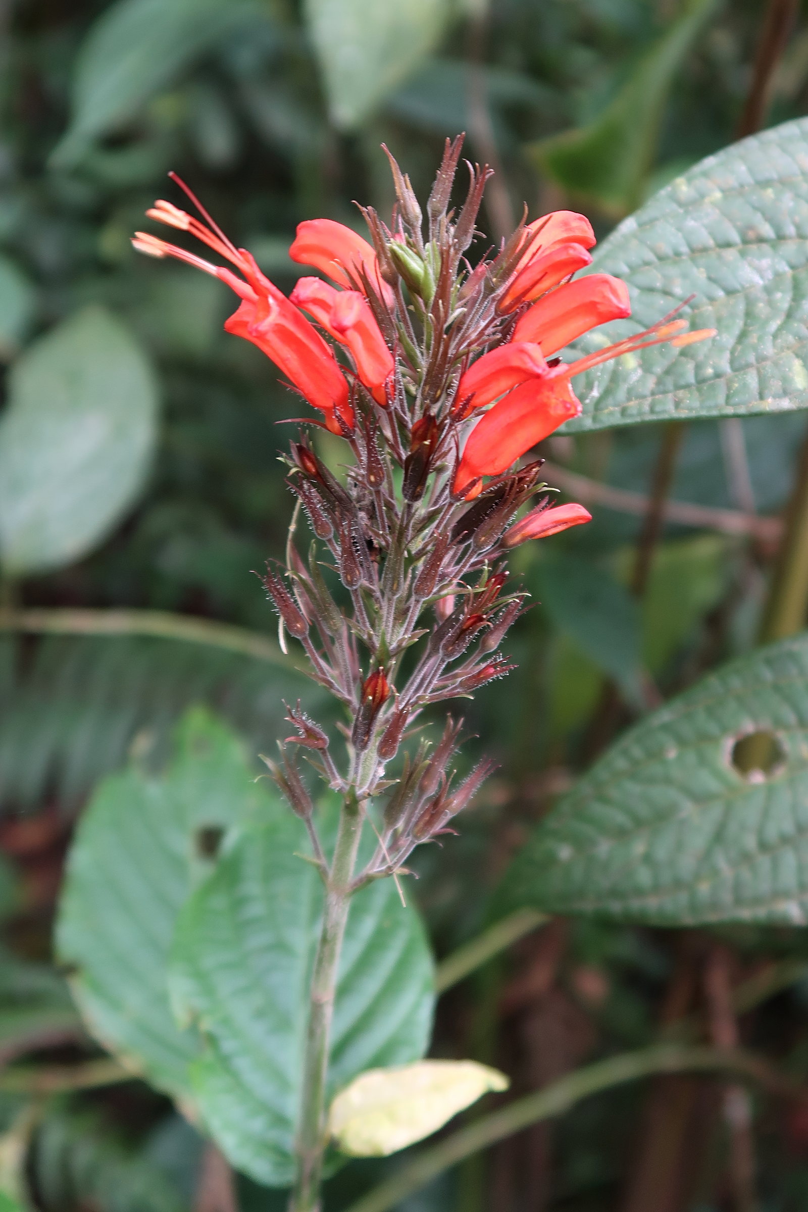 Afficher le média hansteinia_blepharorhachis2md hansteinia_blepharorhachis2md