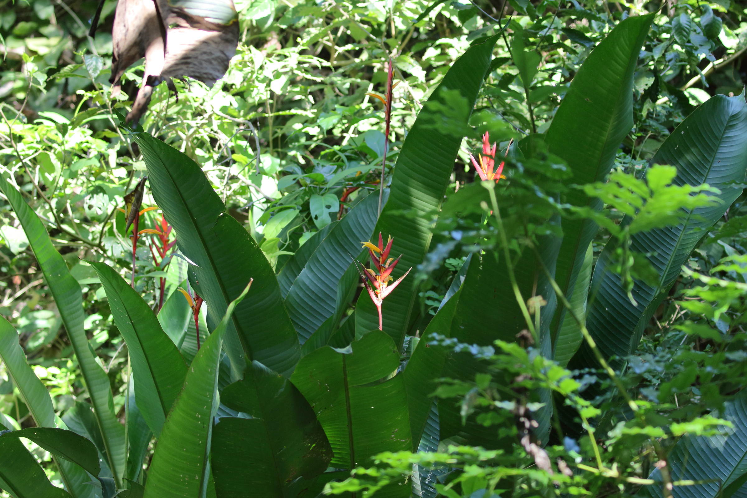 heliconia_mathiasiae1bd