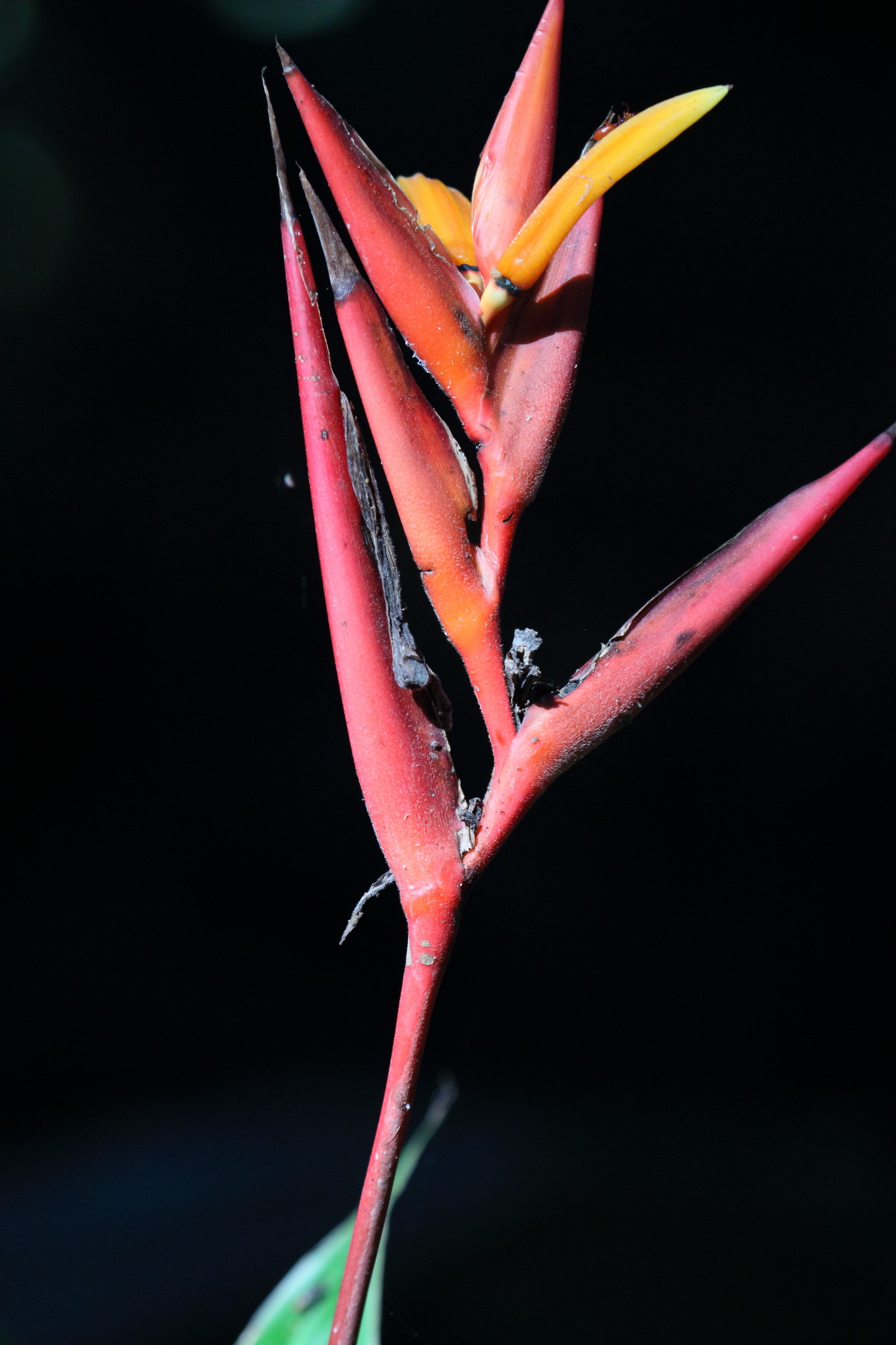 heliconia_mathiasiae2md