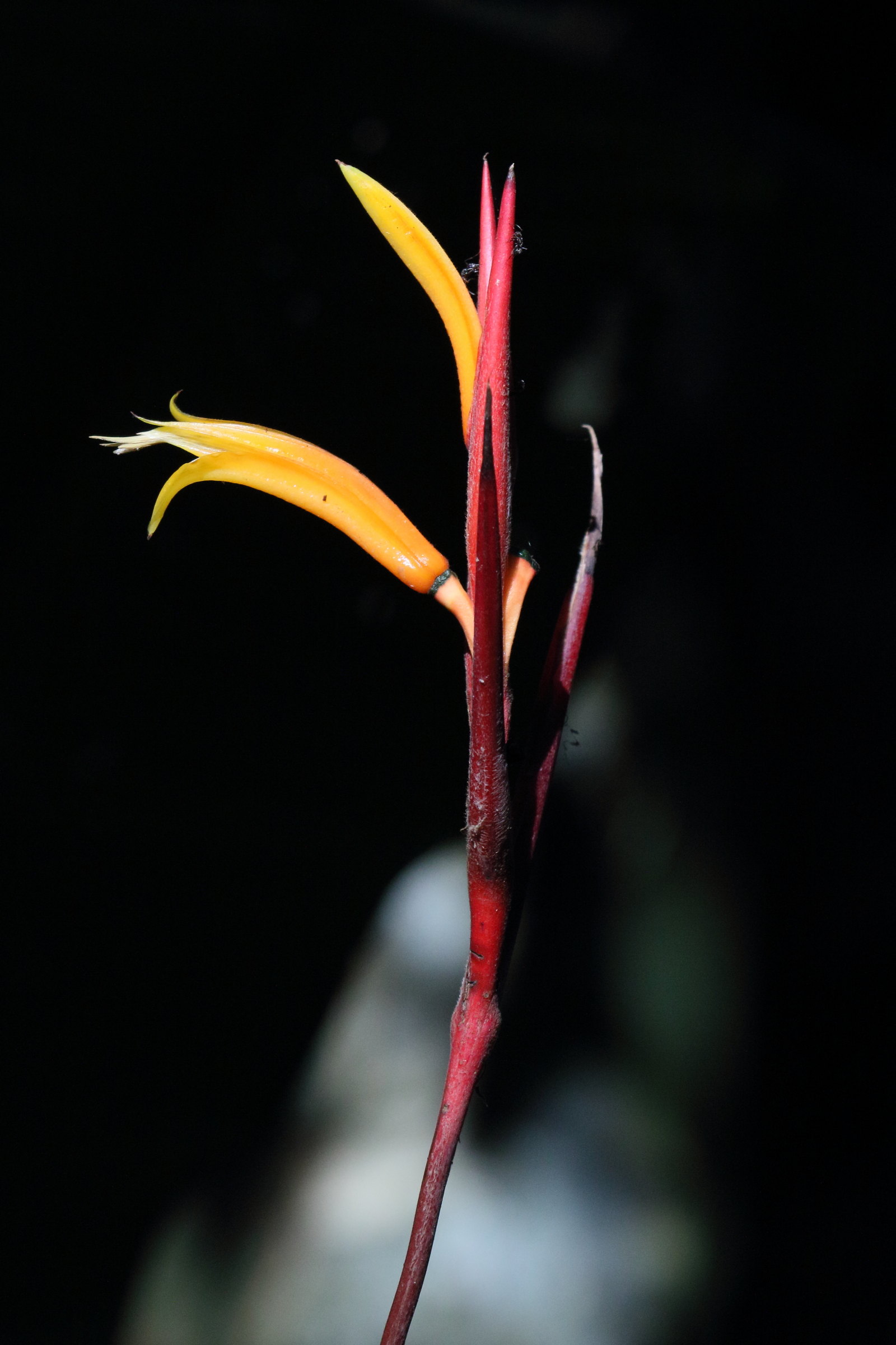 heliconia_mathiasiae3md