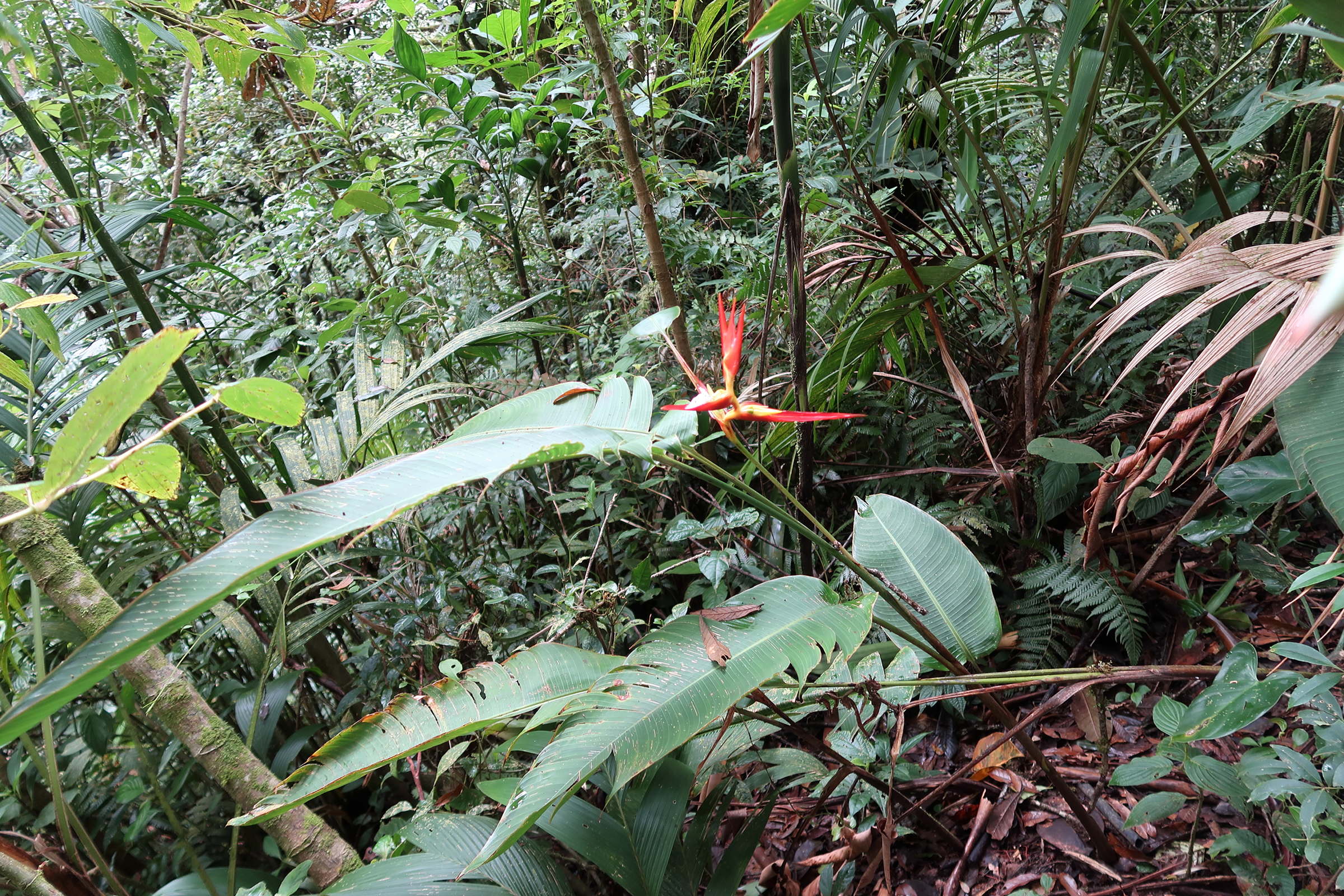 heliconia_tortuosa1md