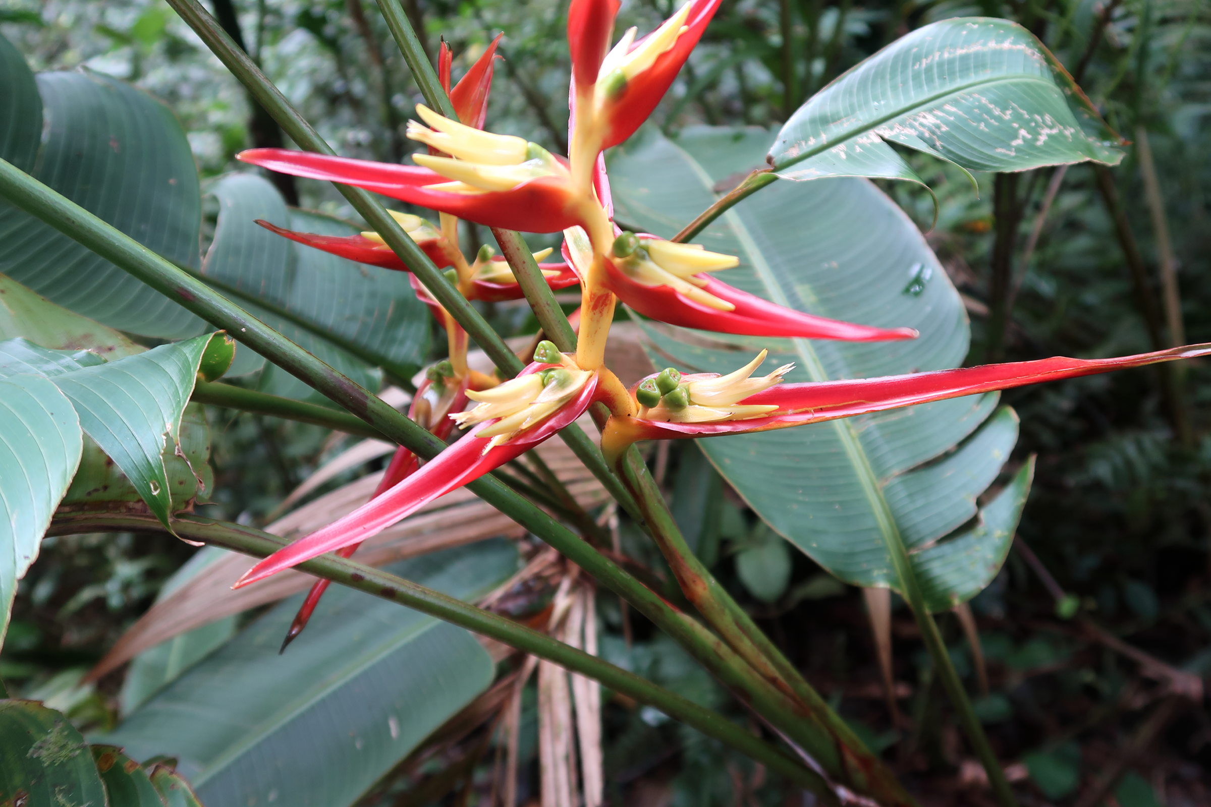 heliconia_tortuosa2md