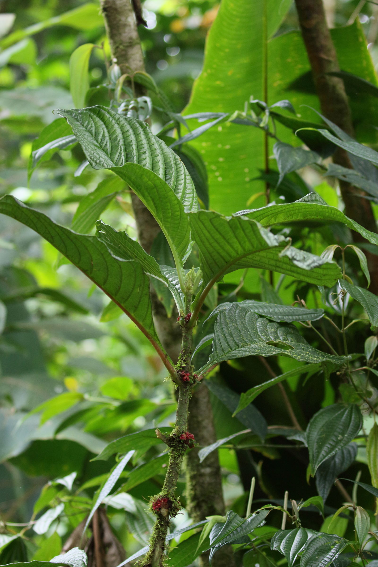 Afficher le média hoffmannia_congesta1bd hoffmannia_congesta1bd