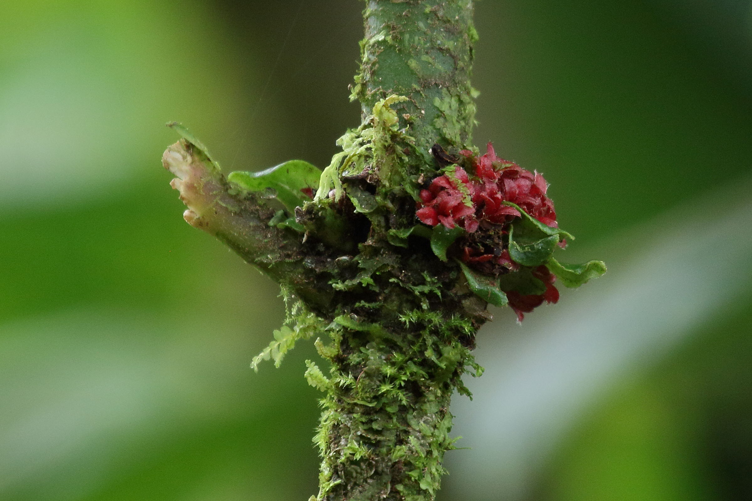 Afficher le média hoffmannia_congesta2bd hoffmannia_congesta2bd