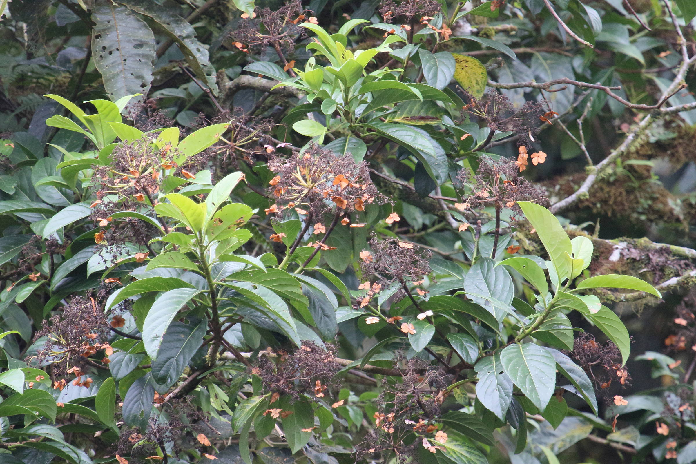 Afficher le média hydrangea_peruviana1md hydrangea_peruviana1md