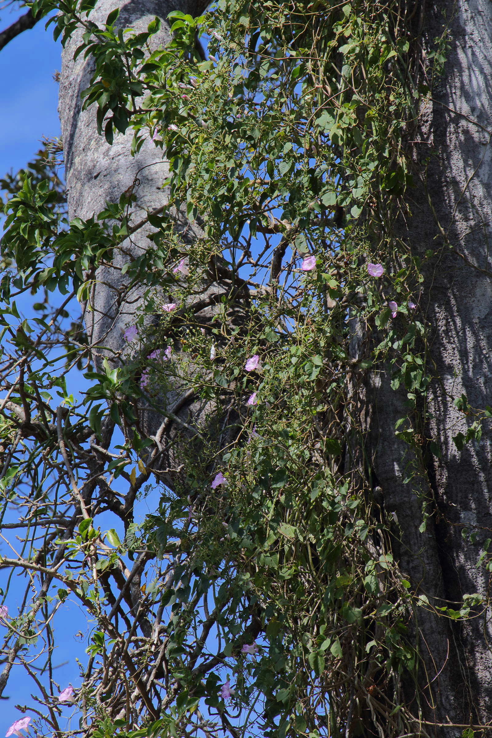 ipomoea_batatoides1md
