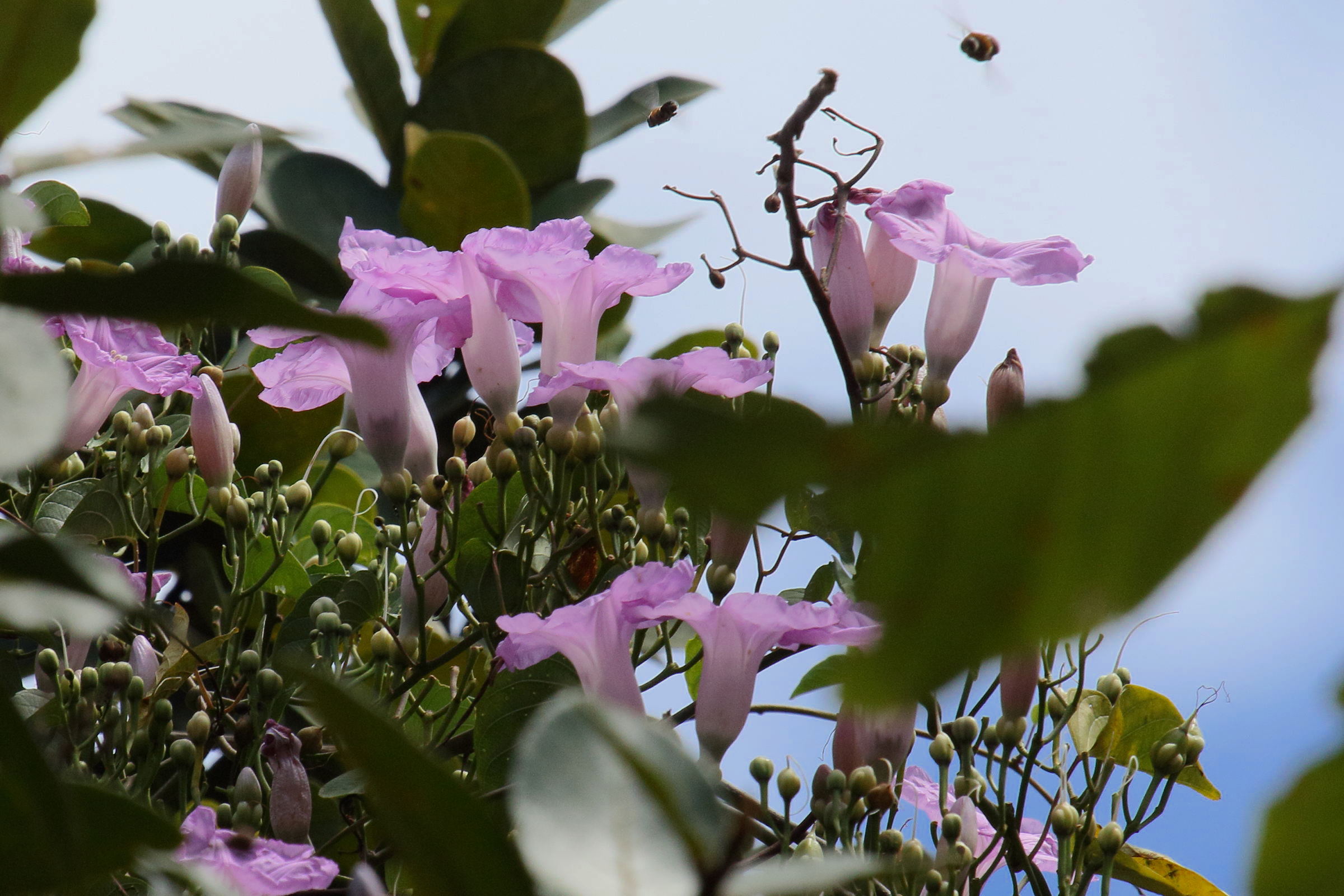 ipomoea_batatoides2md