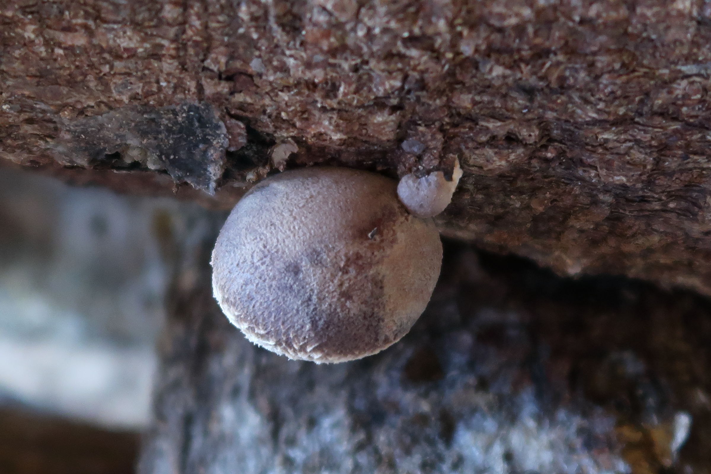 Afficher le média lentinula_edodes1md lentinula_edodes1md