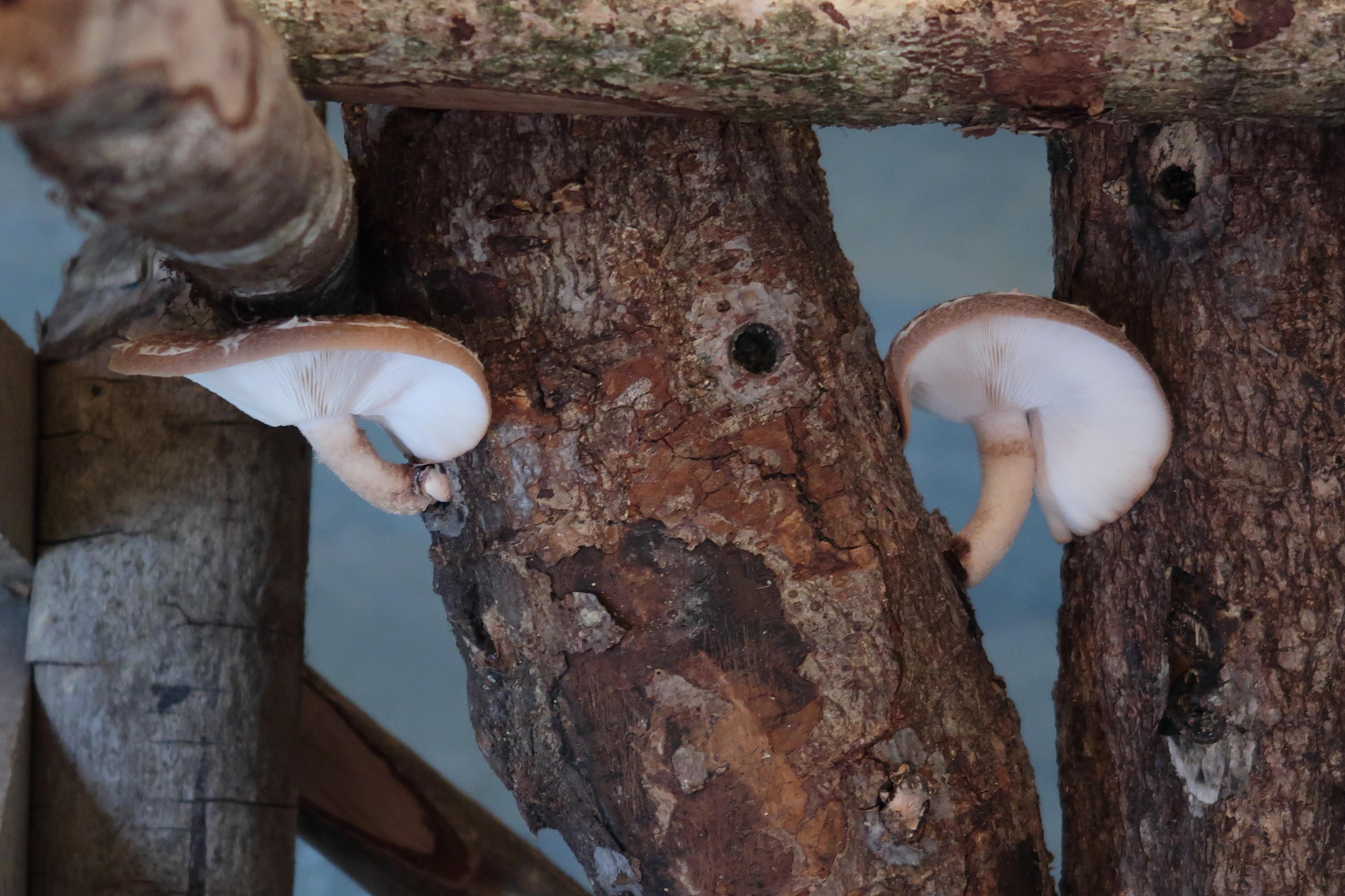 Afficher le média lentinula_edodes2md lentinula_edodes2md