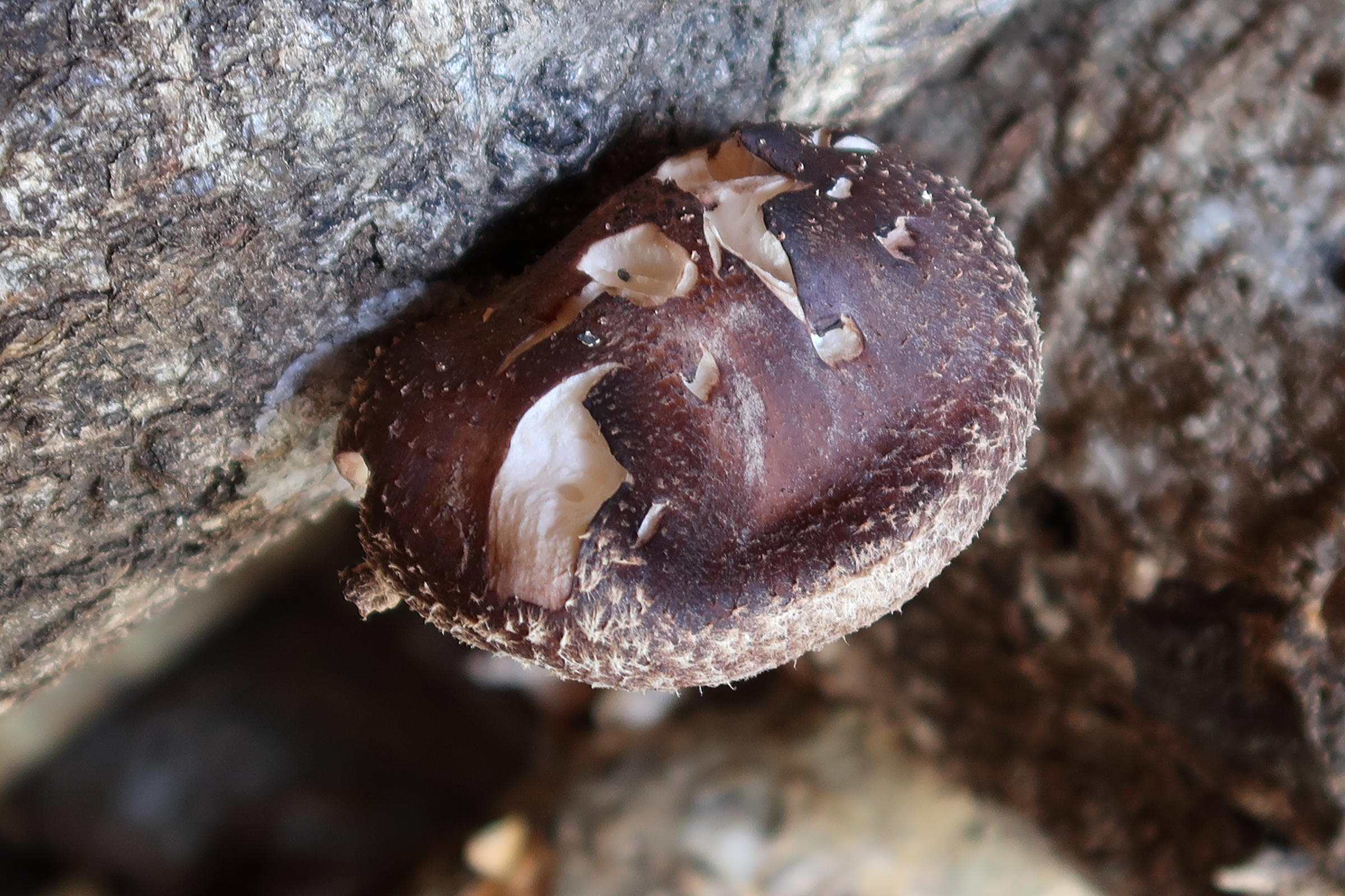 Afficher le média lentinula_edodes3md lentinula_edodes3md