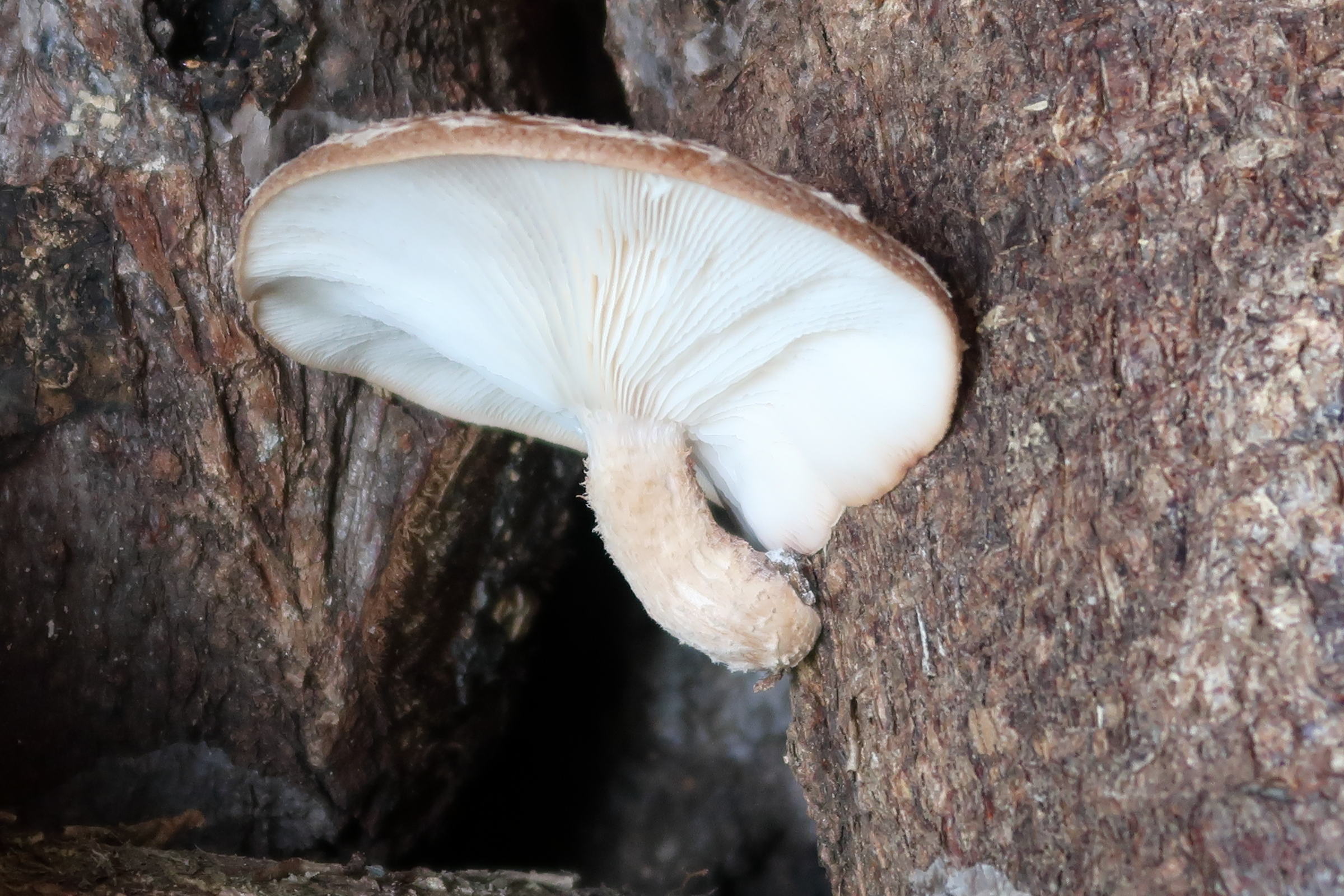 Afficher le média lentinula_edodes4md lentinula_edodes4md