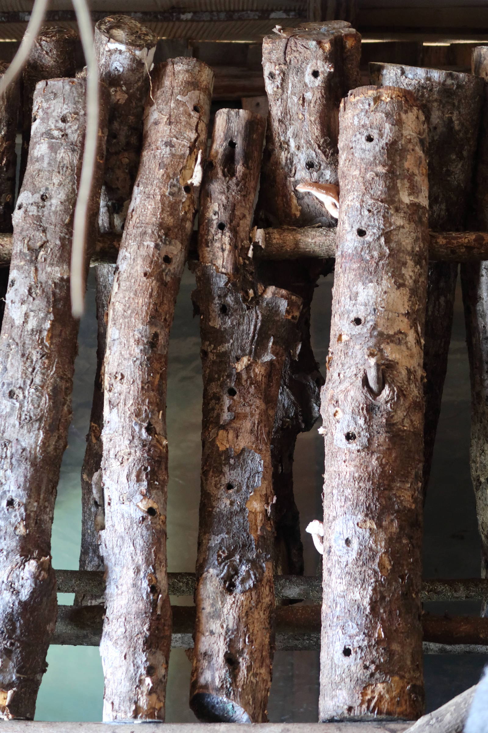 Afficher le média lentinula_edodes5md lentinula_edodes5md