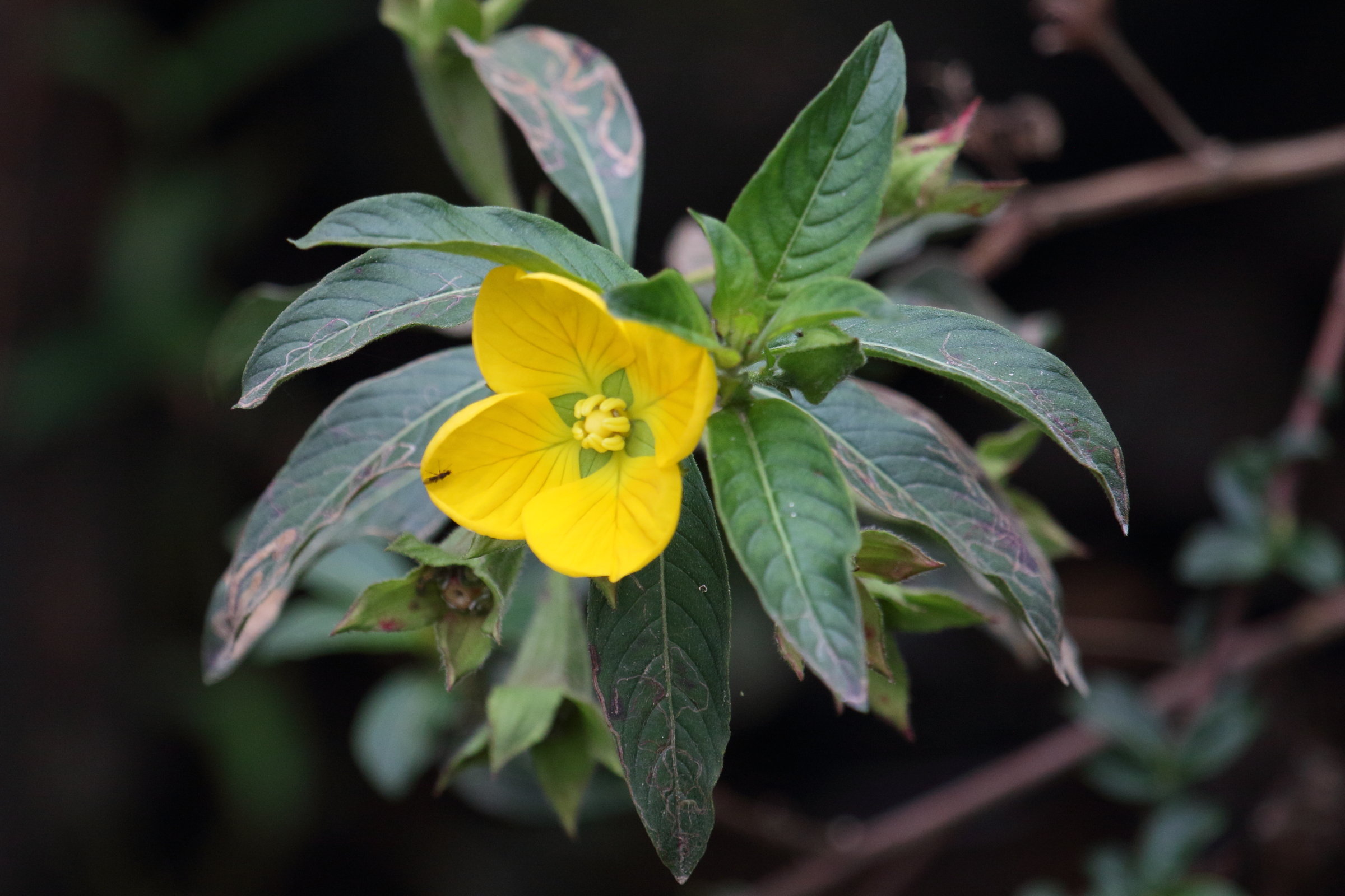 ludwigia_affinis2md