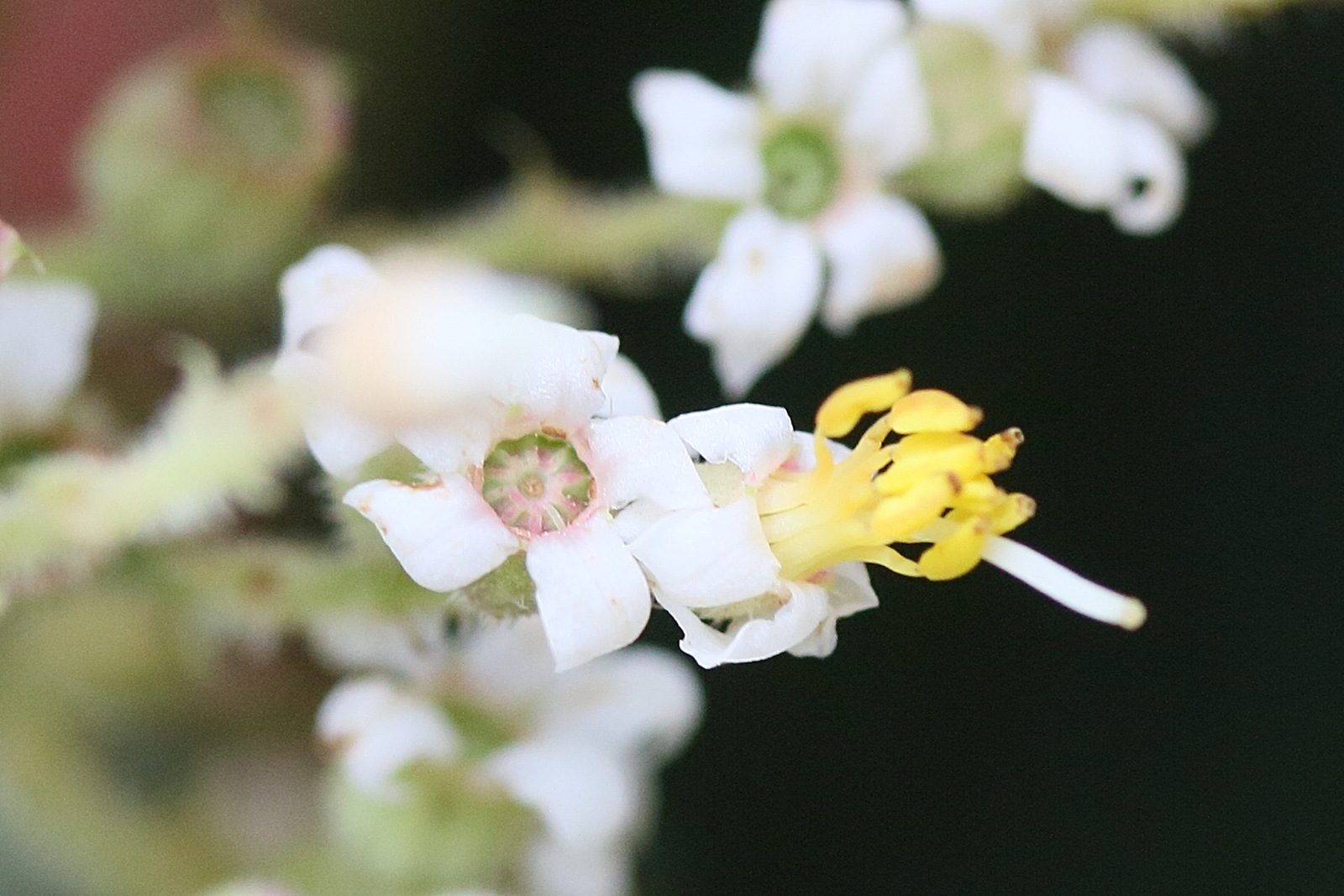 miconia_costaricensis2md