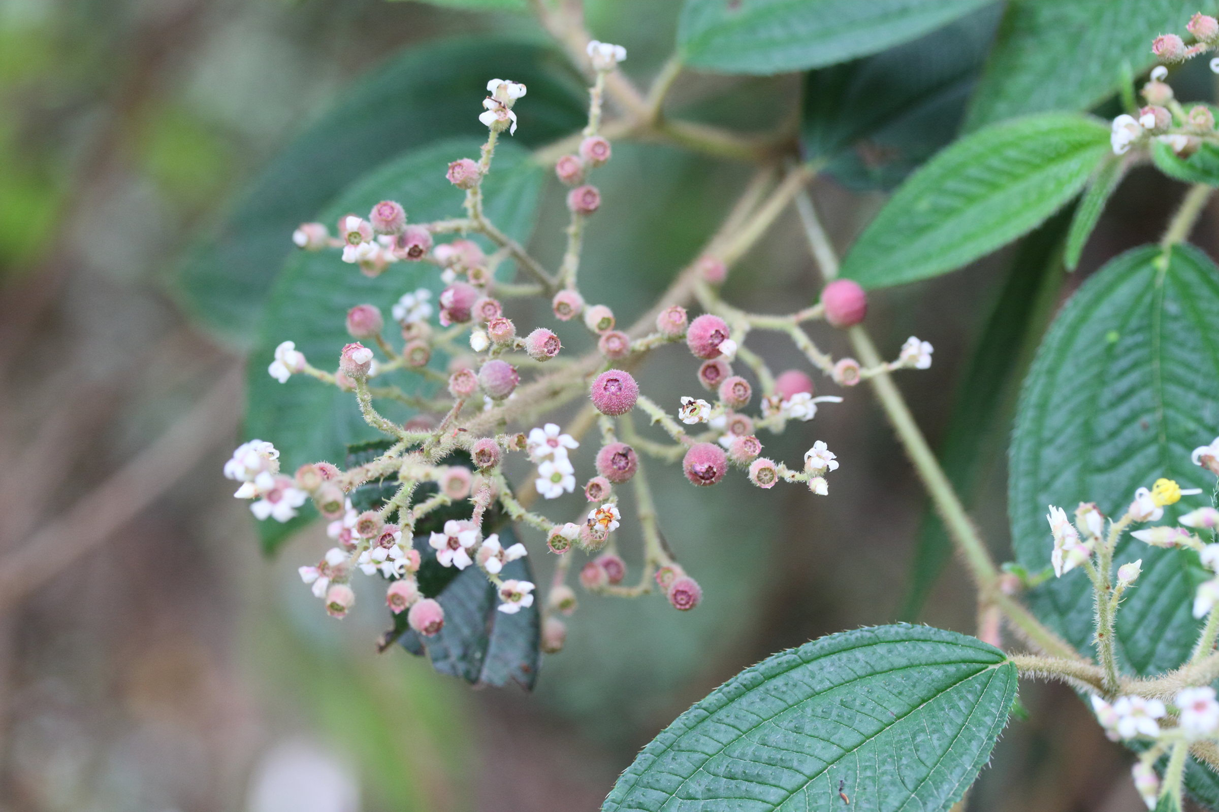 miconia_costaricensis3md