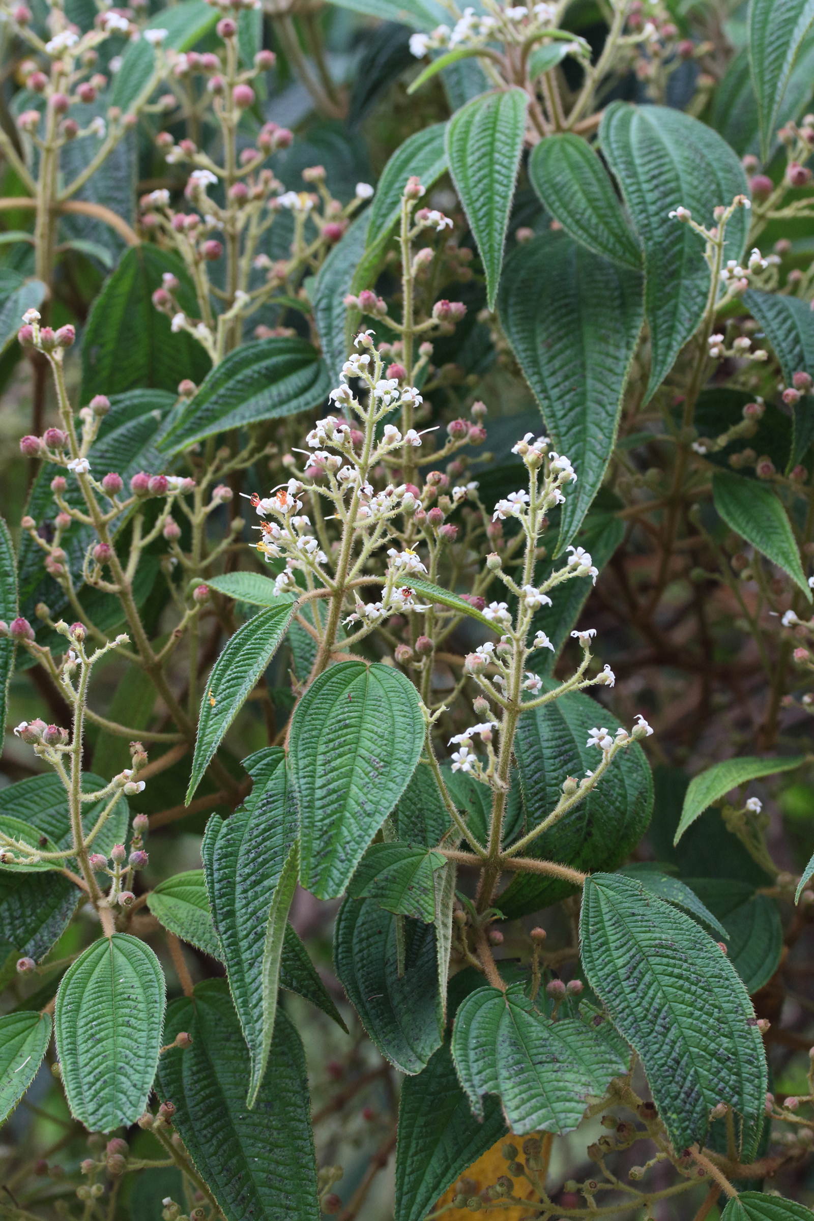 miconia_costaricensis4md