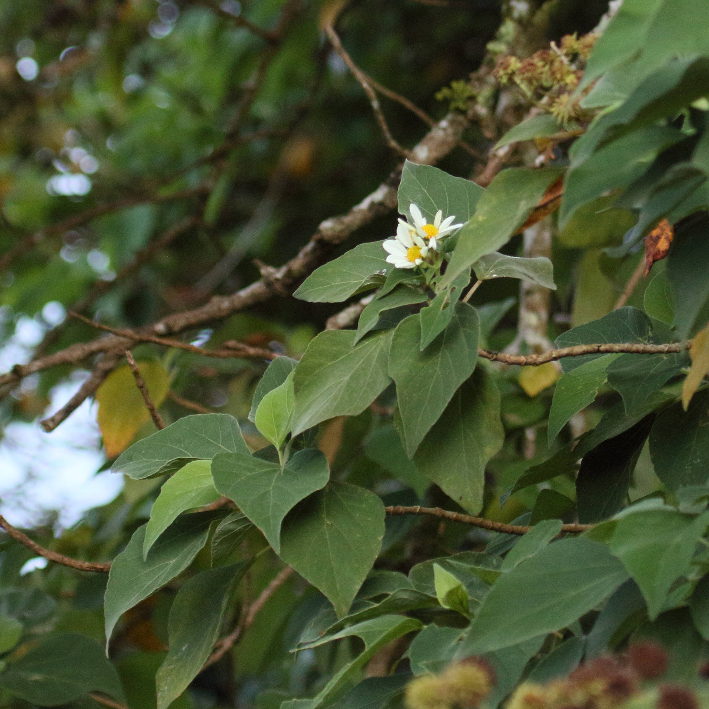 Afficher le média montanoa_guatemalensis1md montanoa_guatemalensis1md