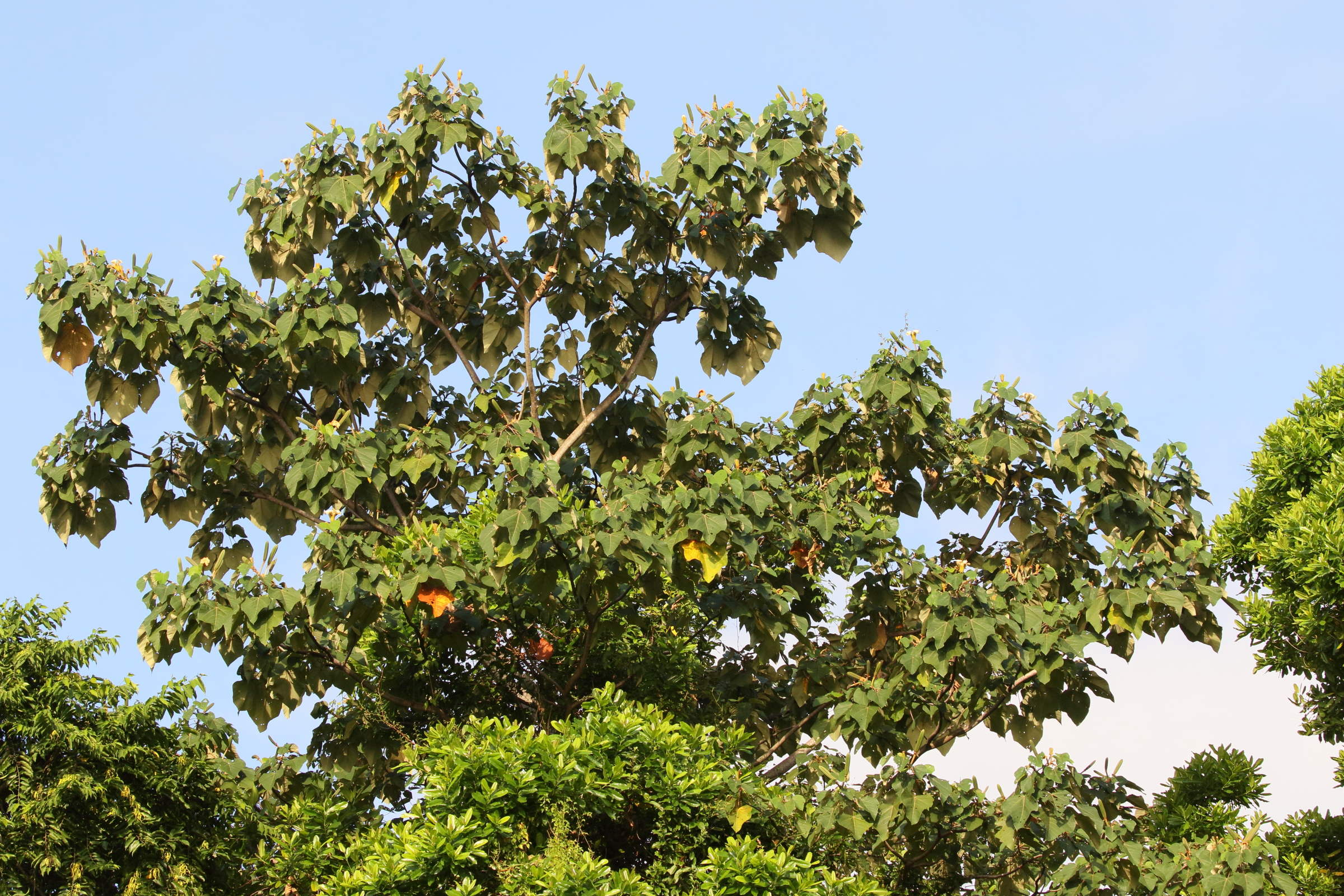 ochroma_pyramidale1bd