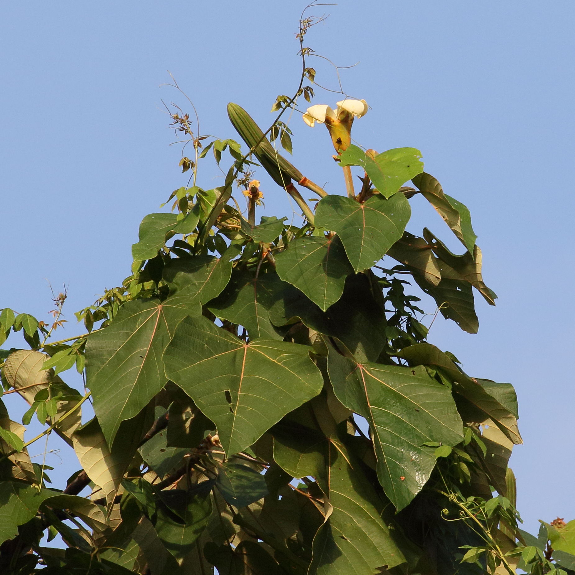 ochroma_pyramidale2bd