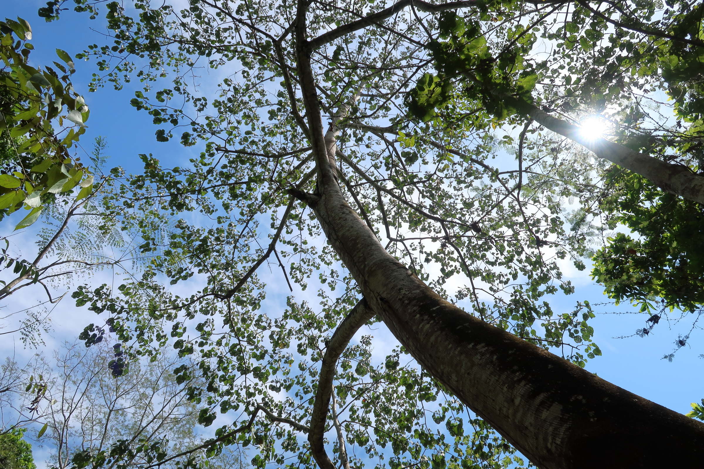 ochroma_pyramidale3md