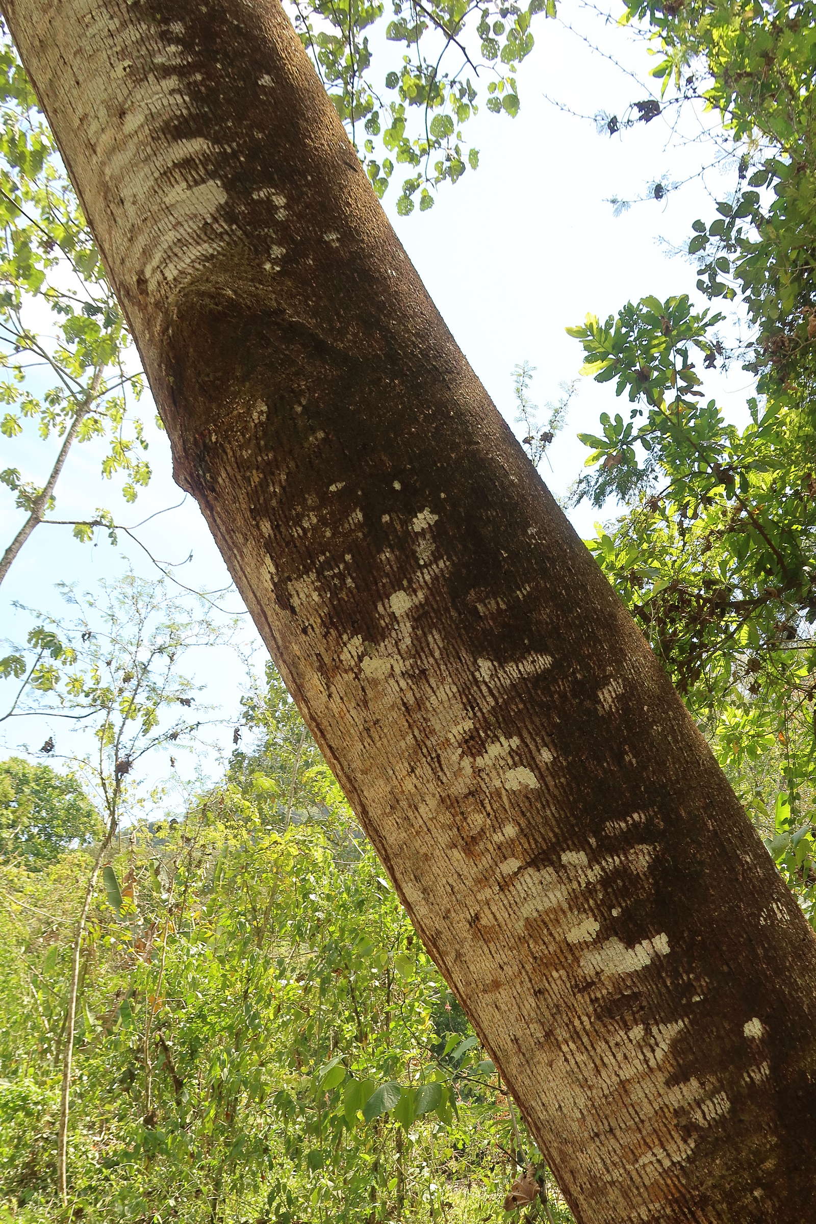 ochroma_pyramidale4md