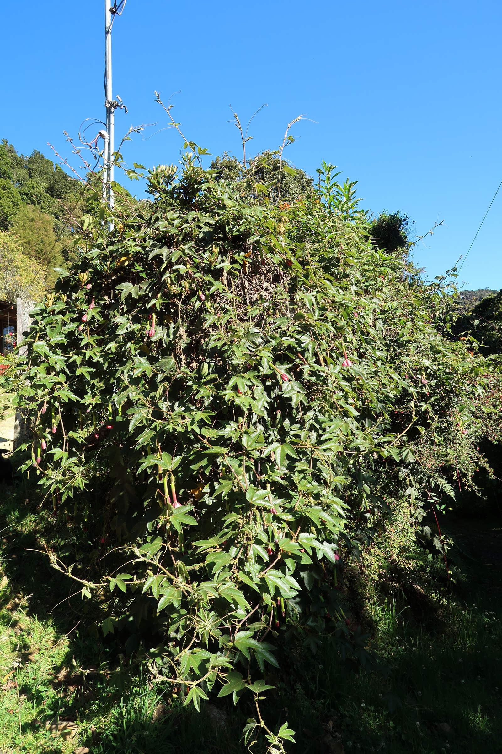 Afficher le média passiflora_mollissima1md passiflora_mollissima1md