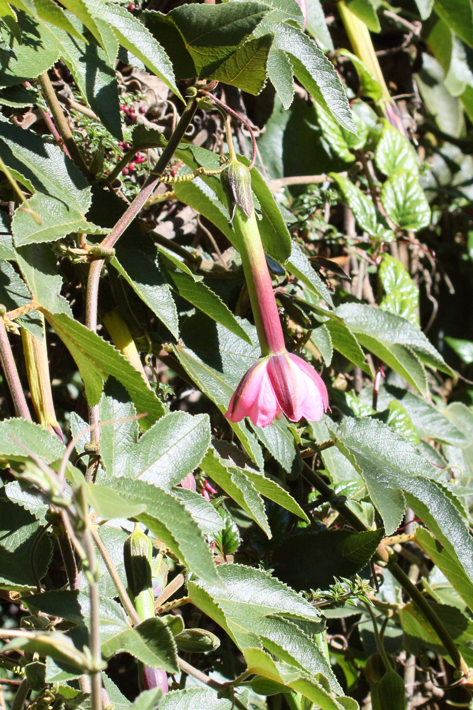 Afficher le média passiflora_mollissima2md passiflora_mollissima2md