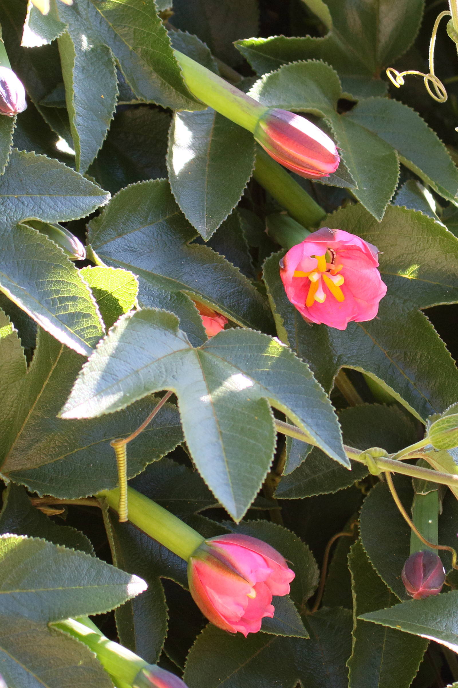 Afficher le média passiflora_mollissima3md passiflora_mollissima3md