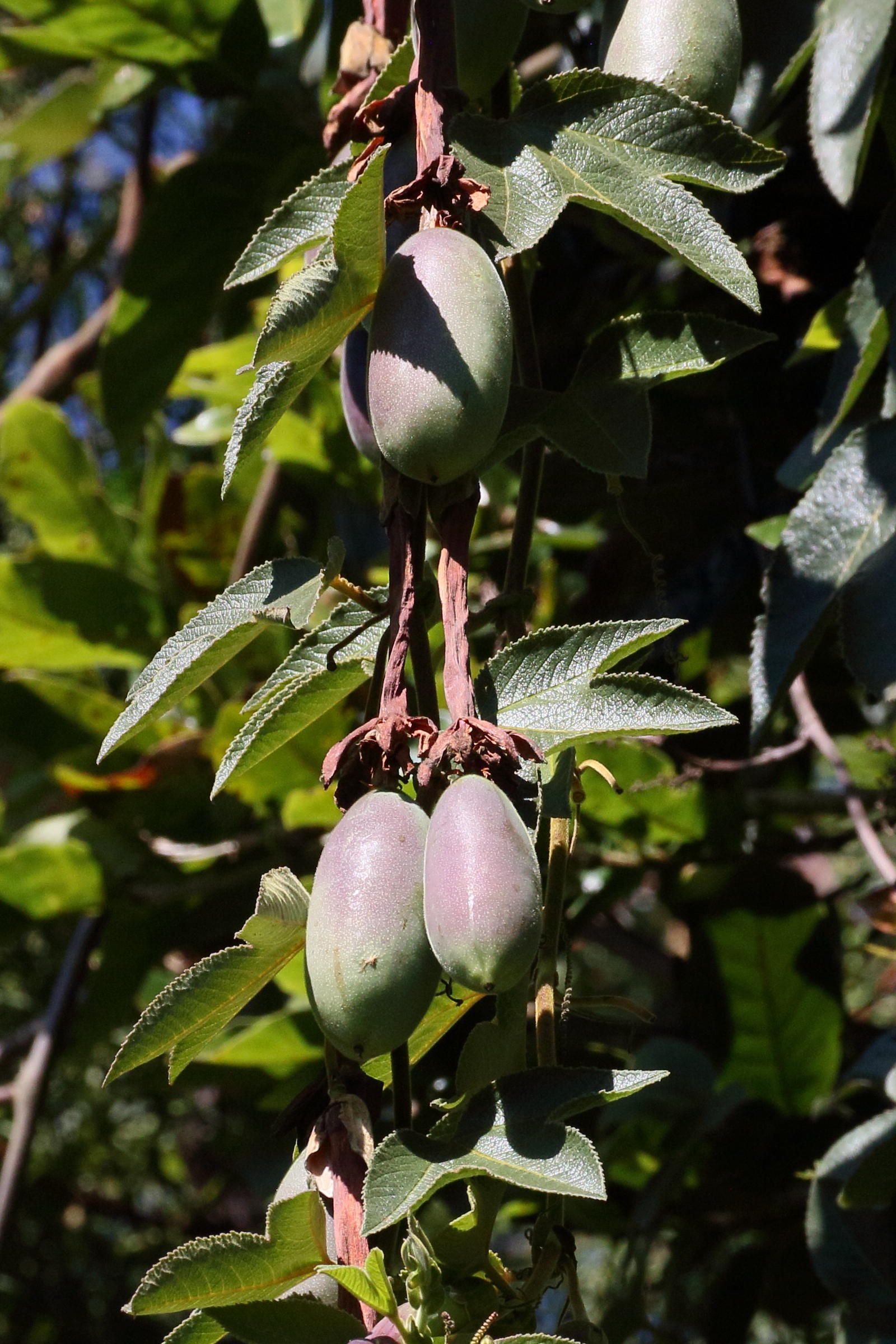 Afficher le média passiflora_mollissima4bd passiflora_mollissima4bd