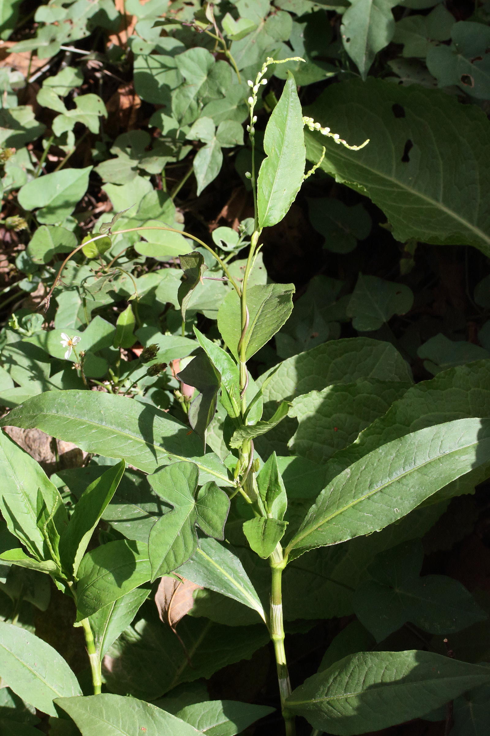 persicaria_punctata1md