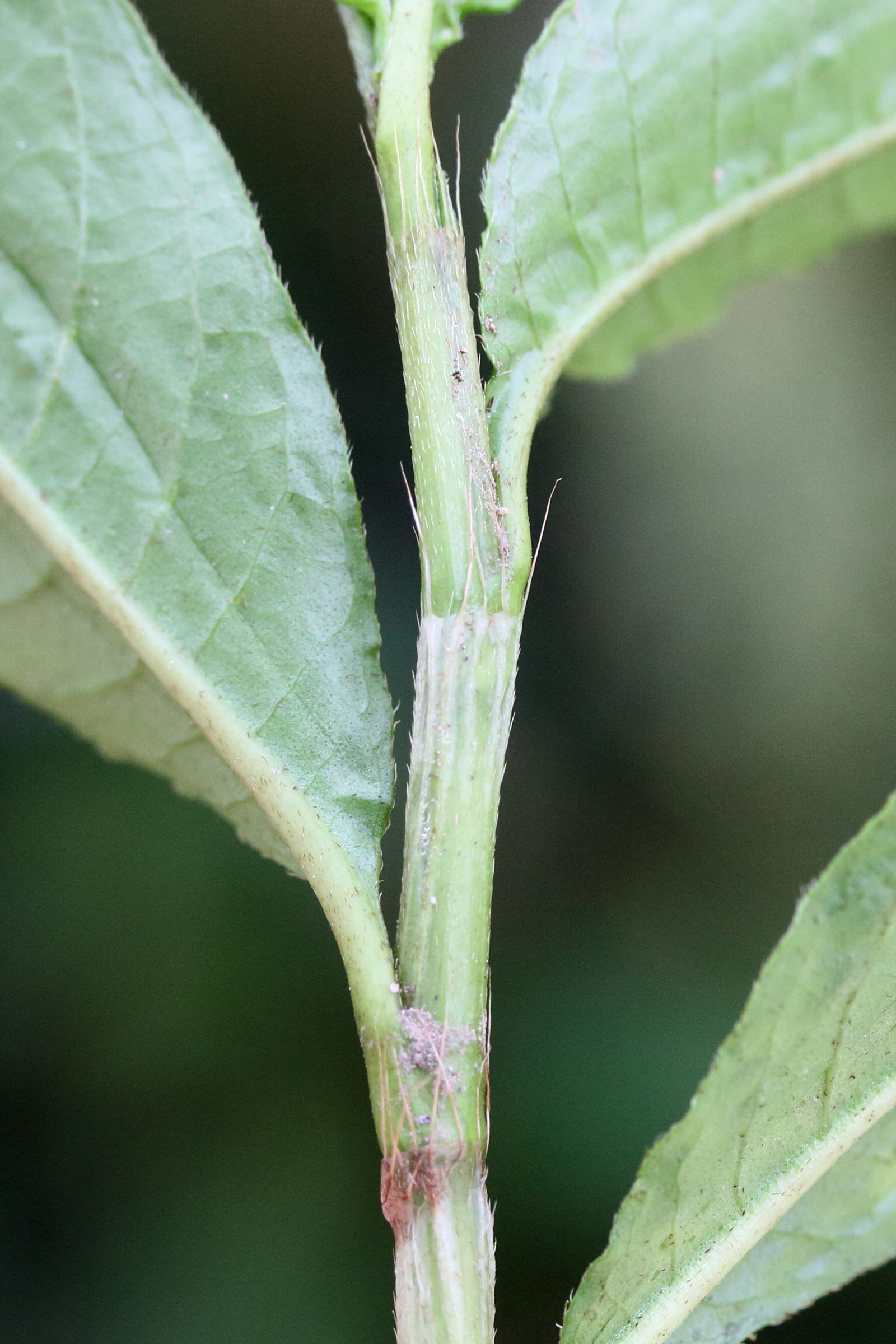 persicaria_punctata2md