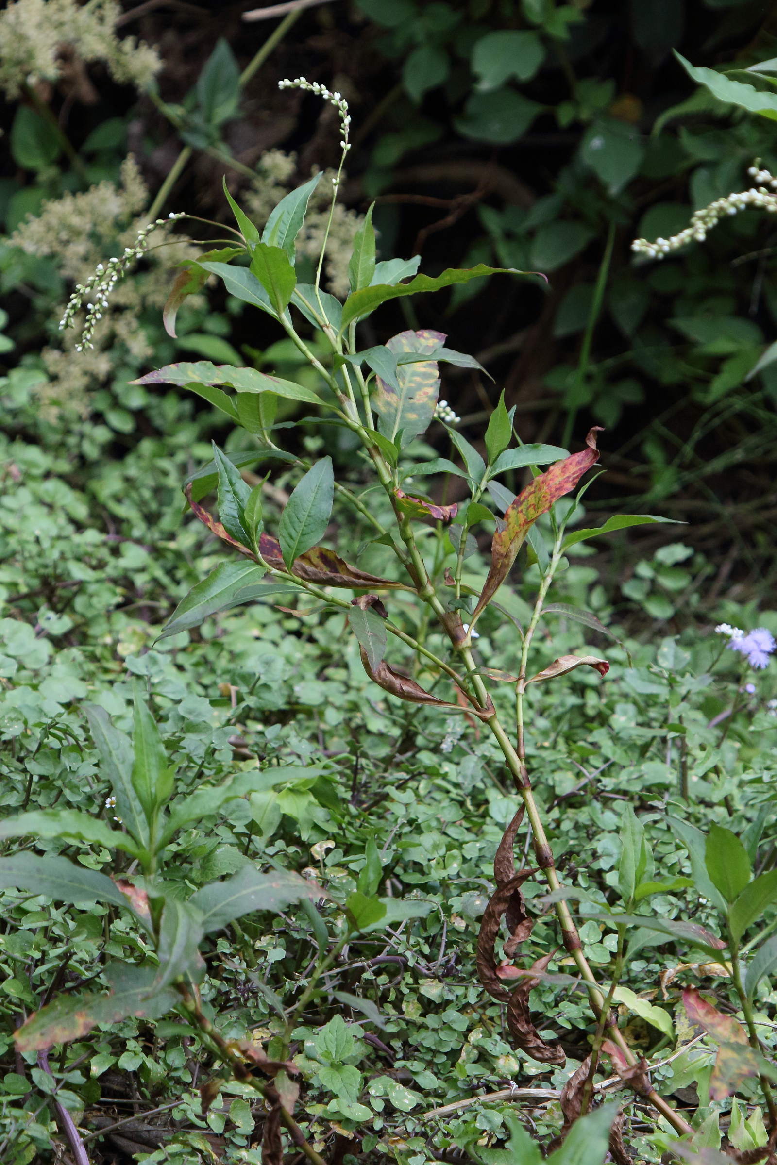 persicaria_punctata3