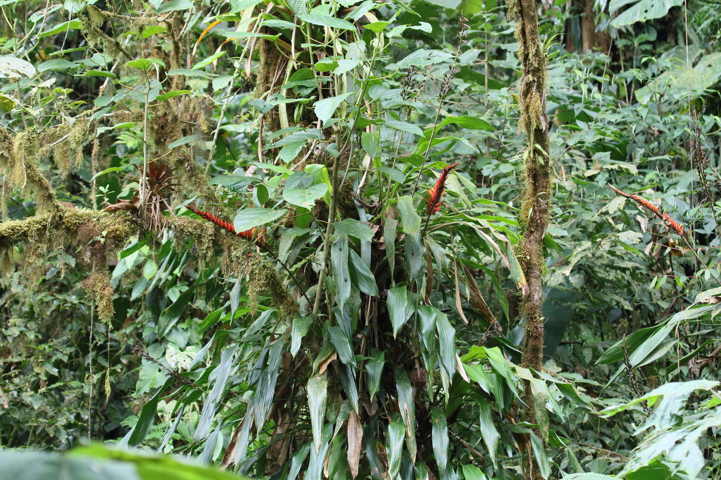 Afficher le média pitcairnia_brittoniana1md pitcairnia_brittoniana1md