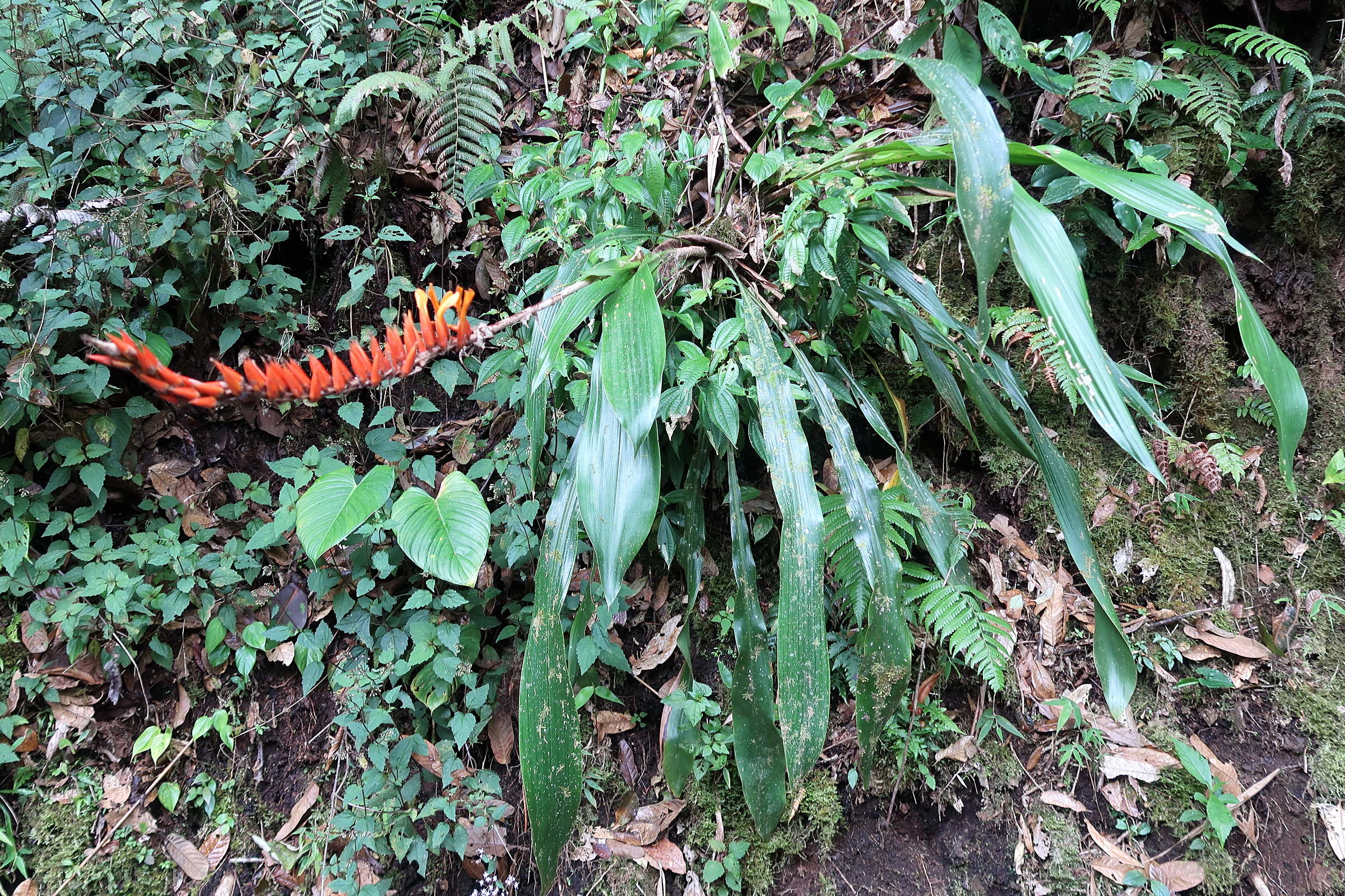 Afficher le média pitcairnia_brittoniana2md pitcairnia_brittoniana2md