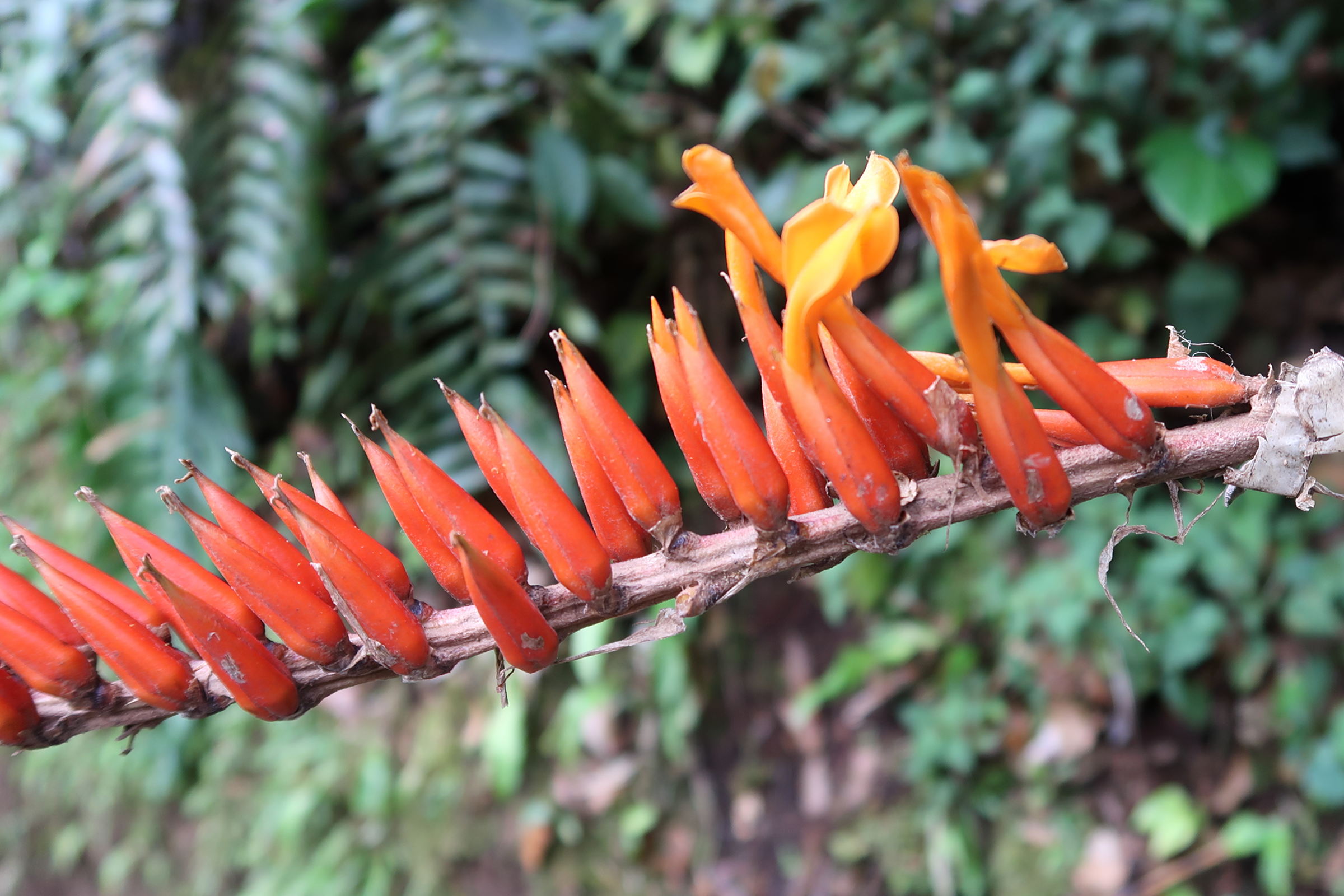 Afficher le média pitcairnia_brittoniana3md pitcairnia_brittoniana3md