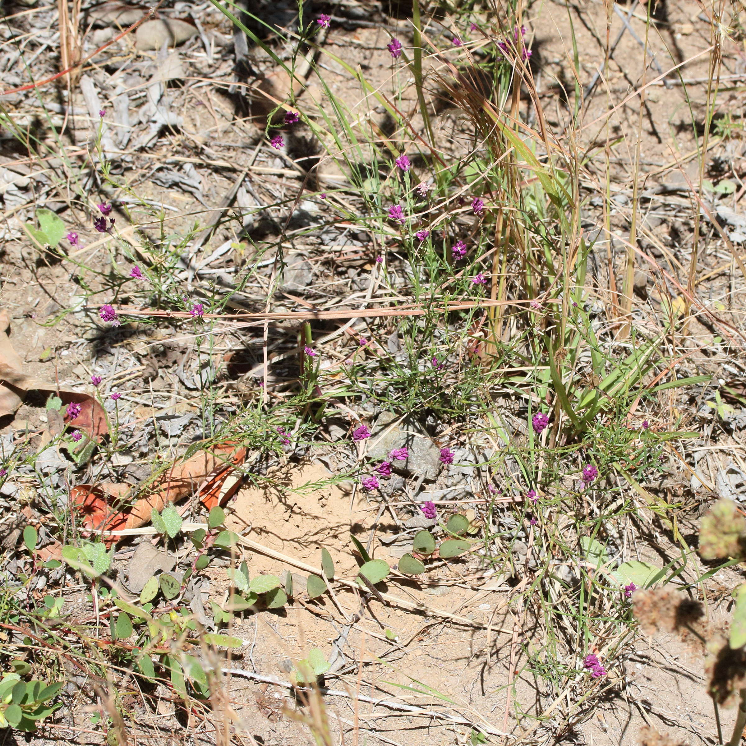 polygala_longicaulis1md
