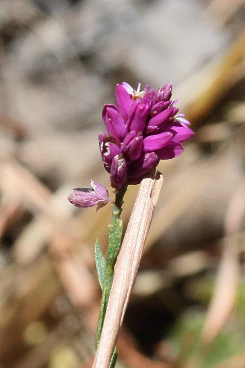 polygala_longicaulis2md