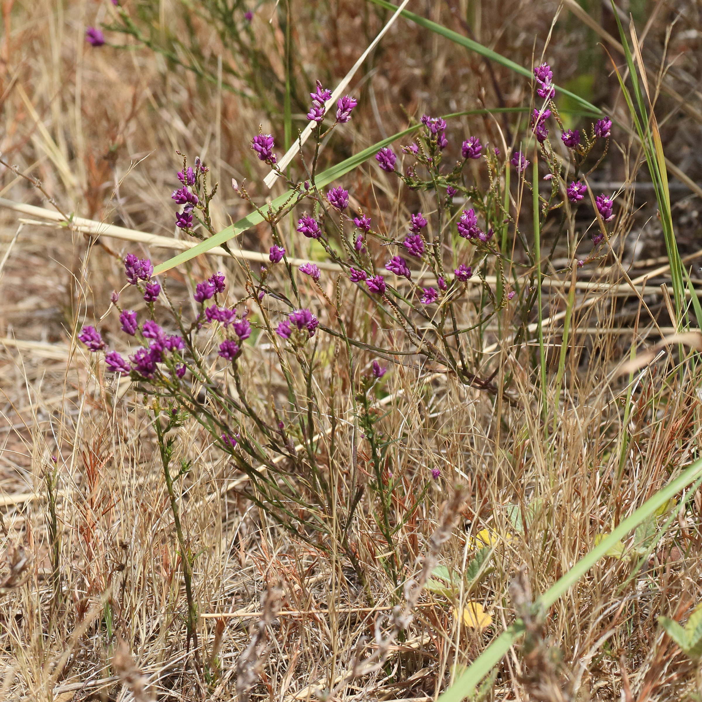polygala_longicaulis3bd
