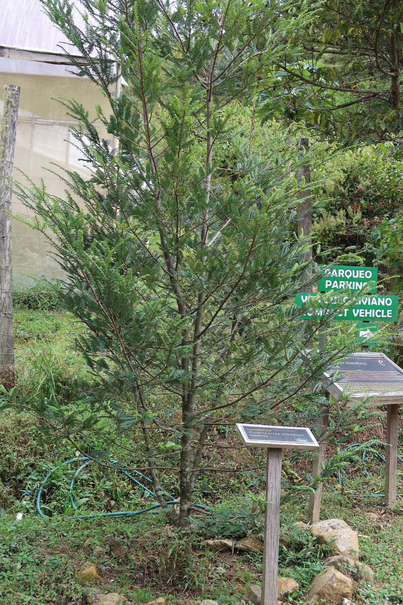 Afficher le média prumnopitys_standleyi1md prumnopitys_standleyi1md