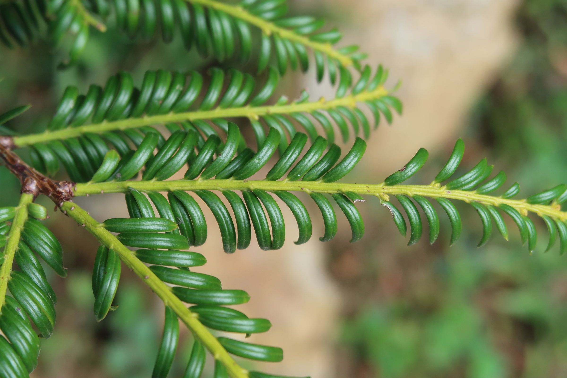 Afficher le média prumnopitys_standleyi2md prumnopitys_standleyi2md